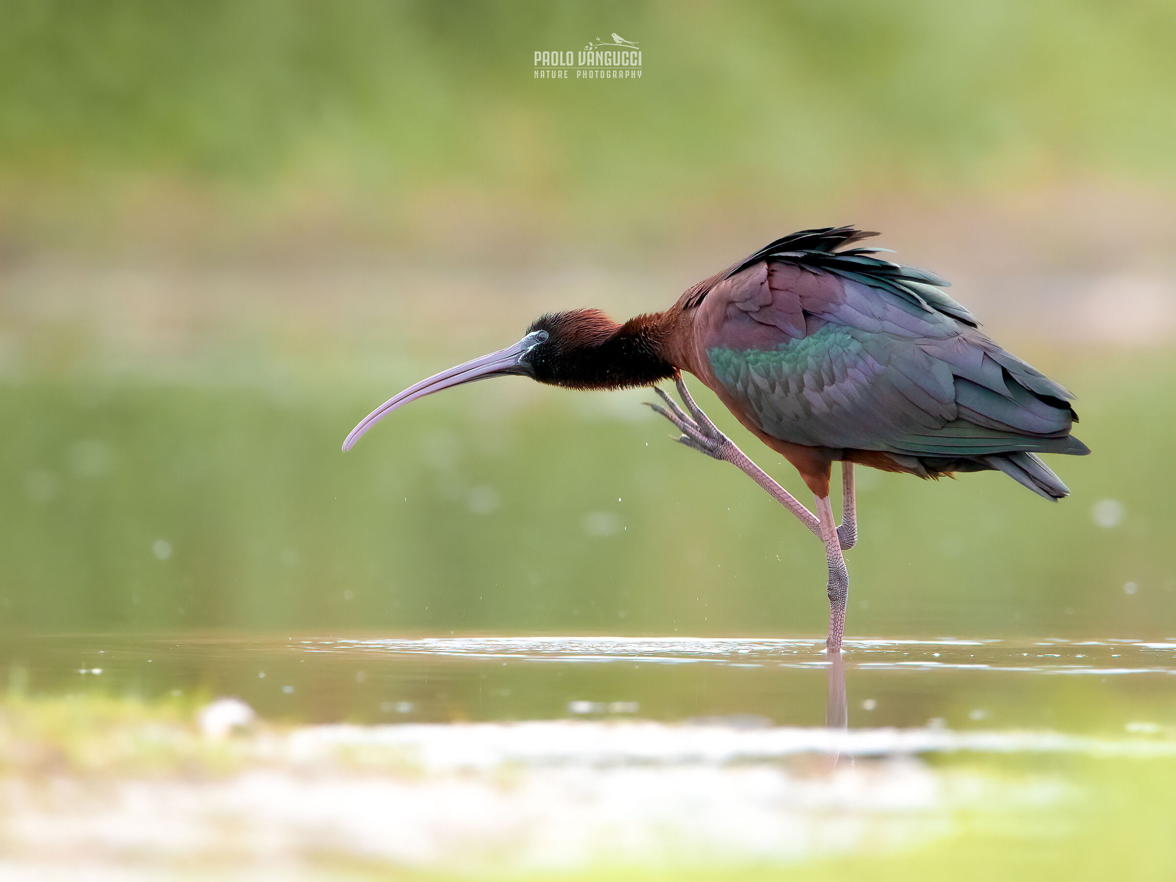 Mignattaio / Plegadis falcinellus / Glossy ibis
