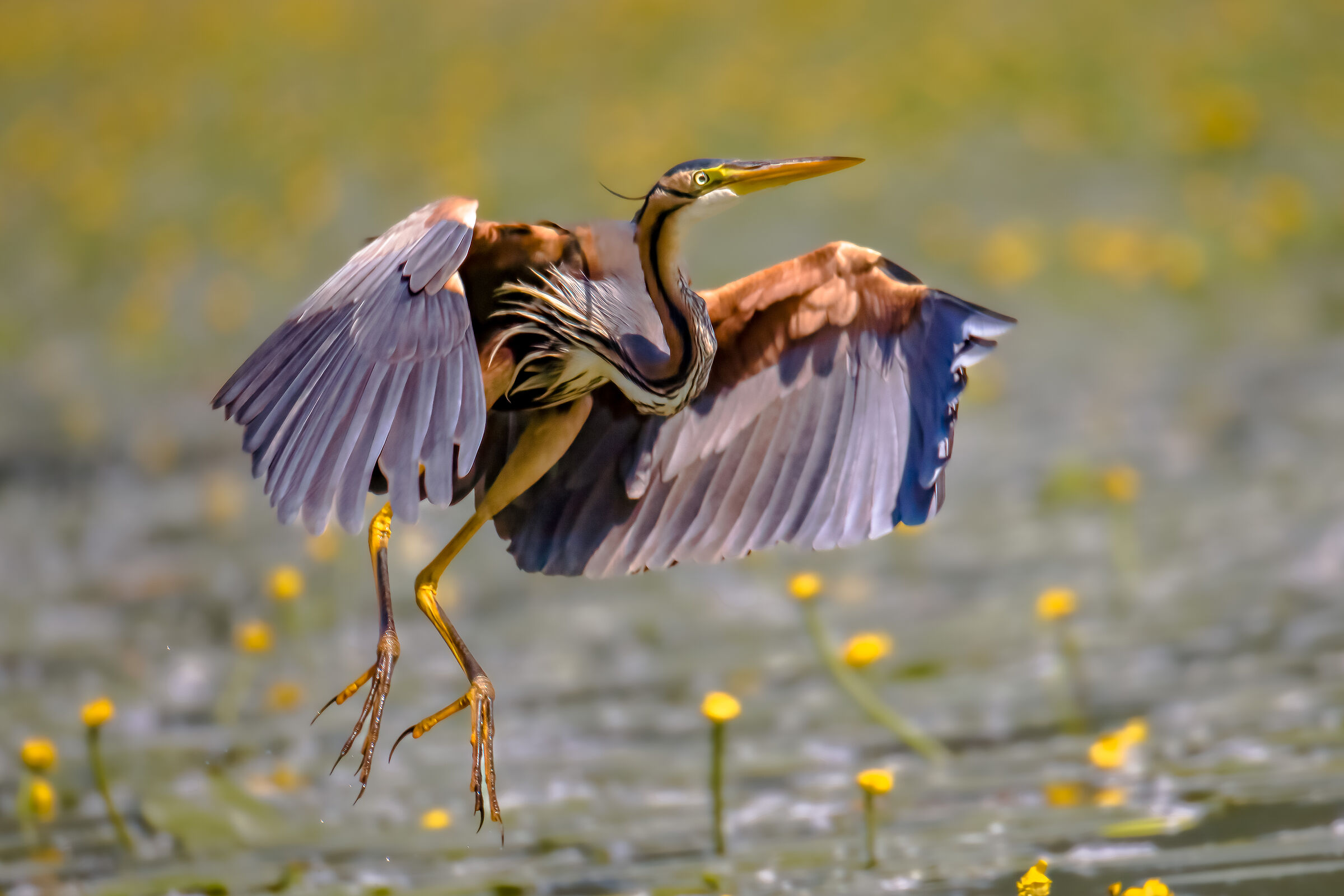 Red Heron Tuscany
