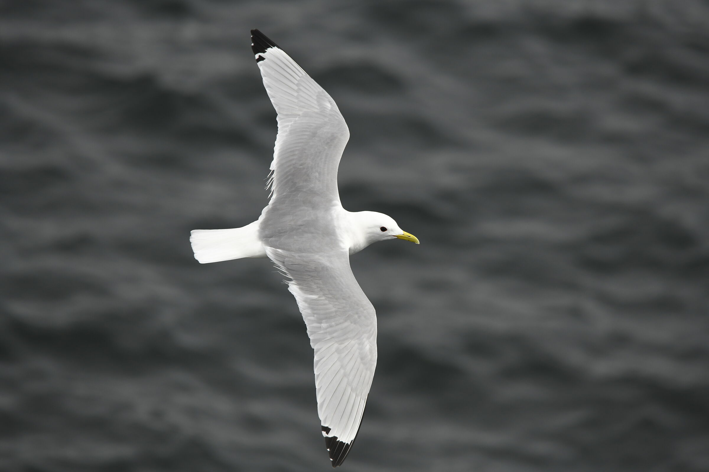 Gabbiano tridattilo (Kittiwake)