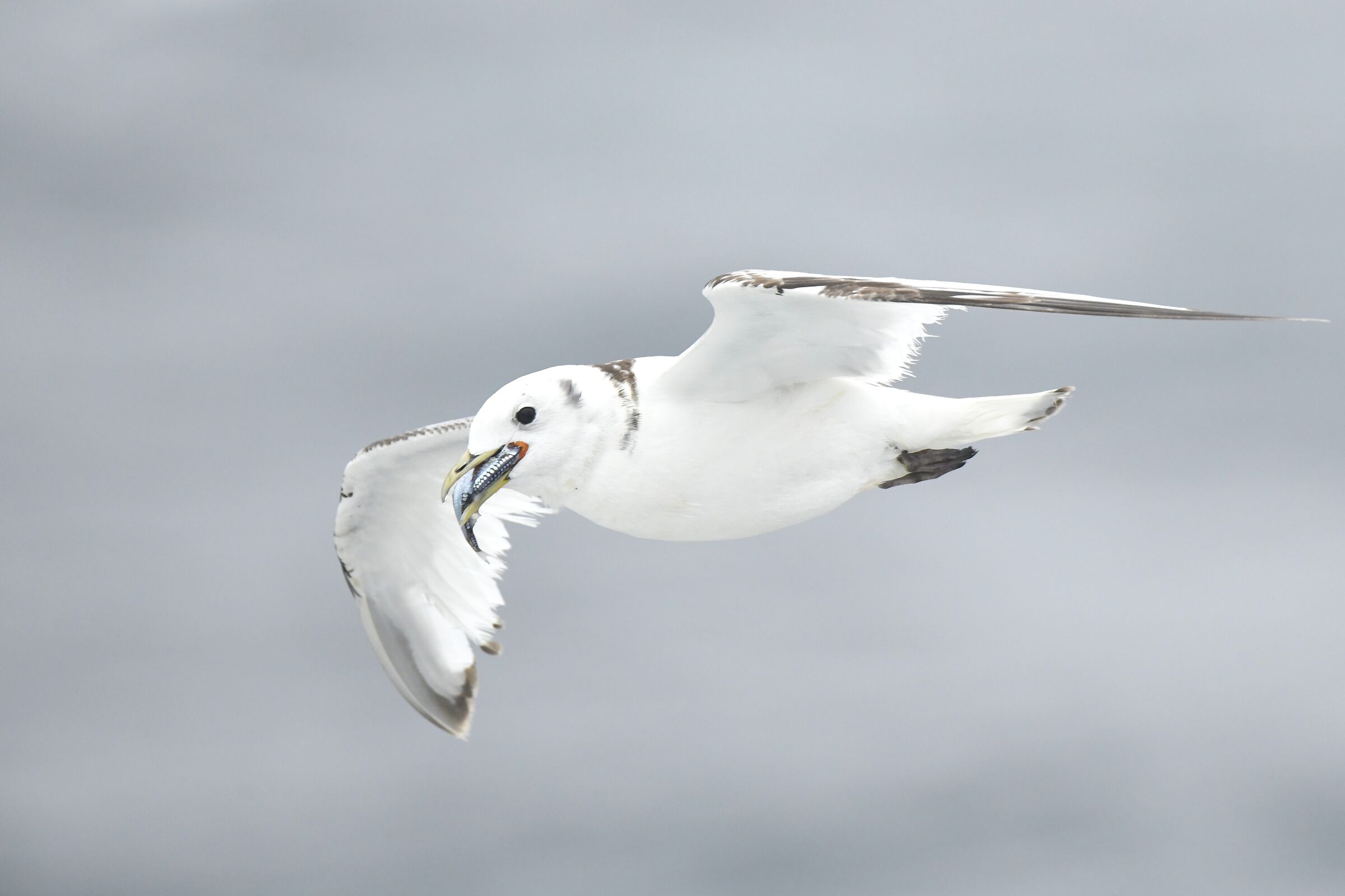 Gabbiano tridattilo (Kittiwake)