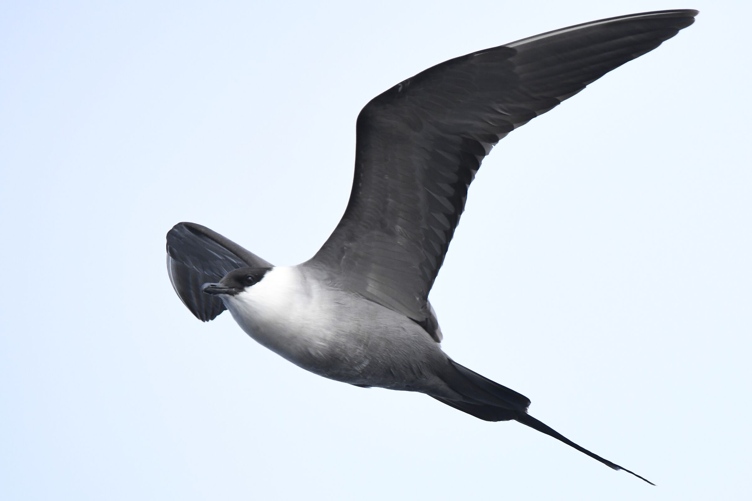 Long-tailed skua