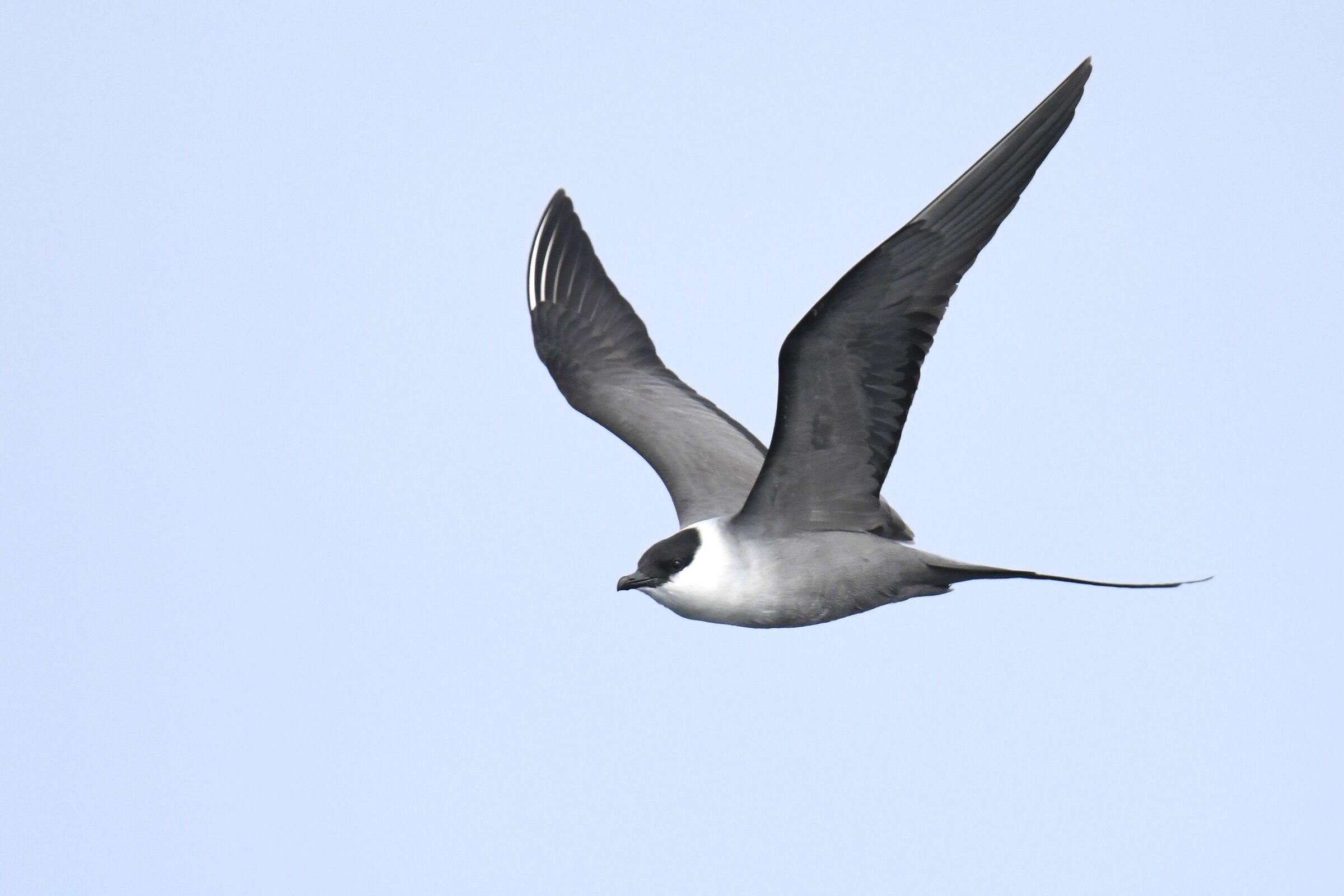 Long-tailed skua