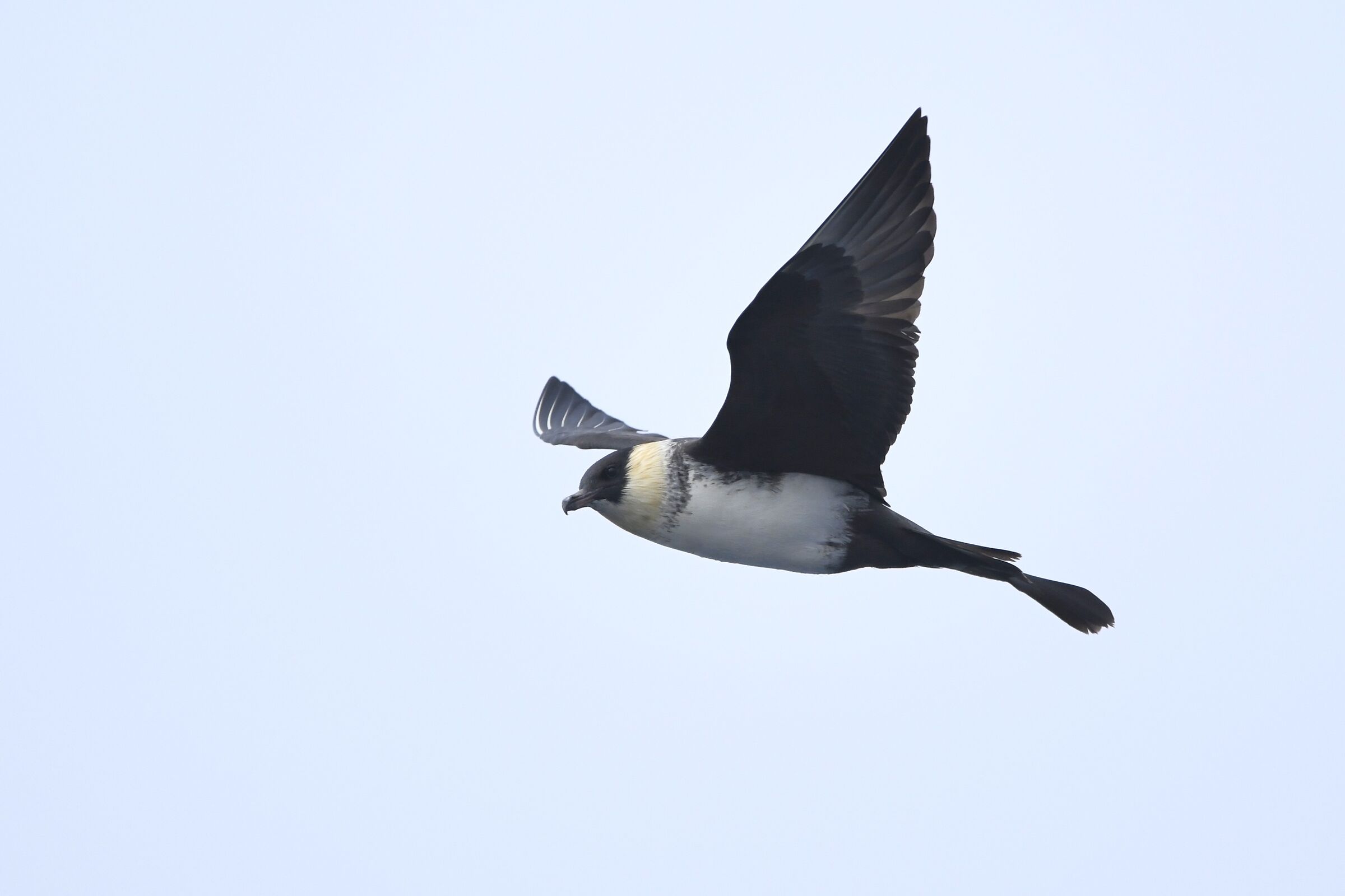 Middle Dung (Pomarine skua)