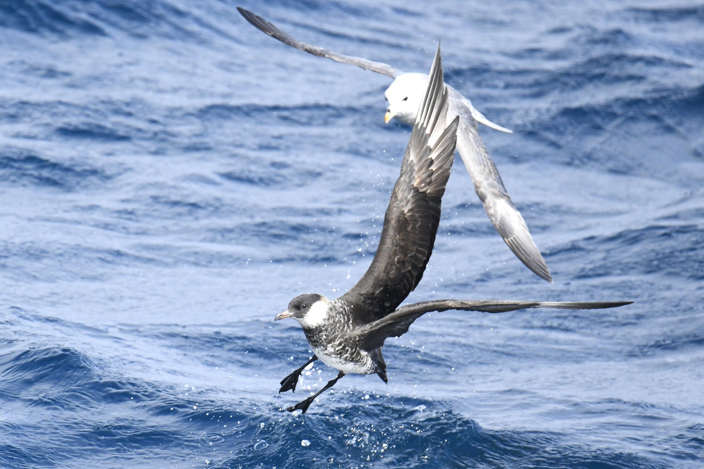 Middle Dung (Pomarine skua)