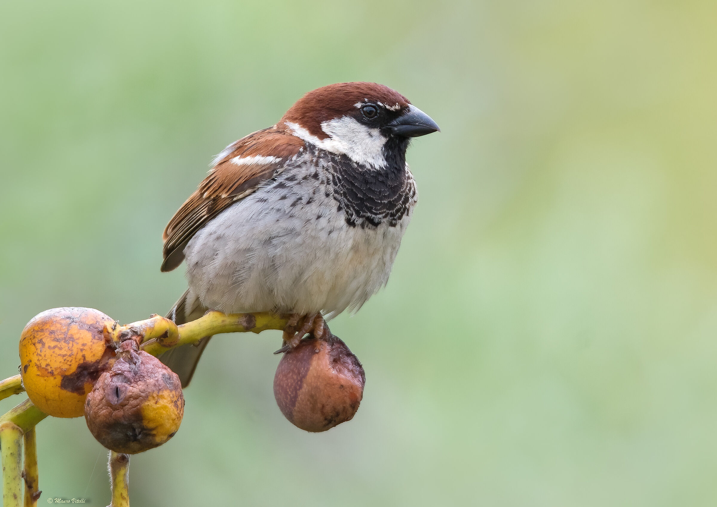 Italian flounder (Passer italiae)