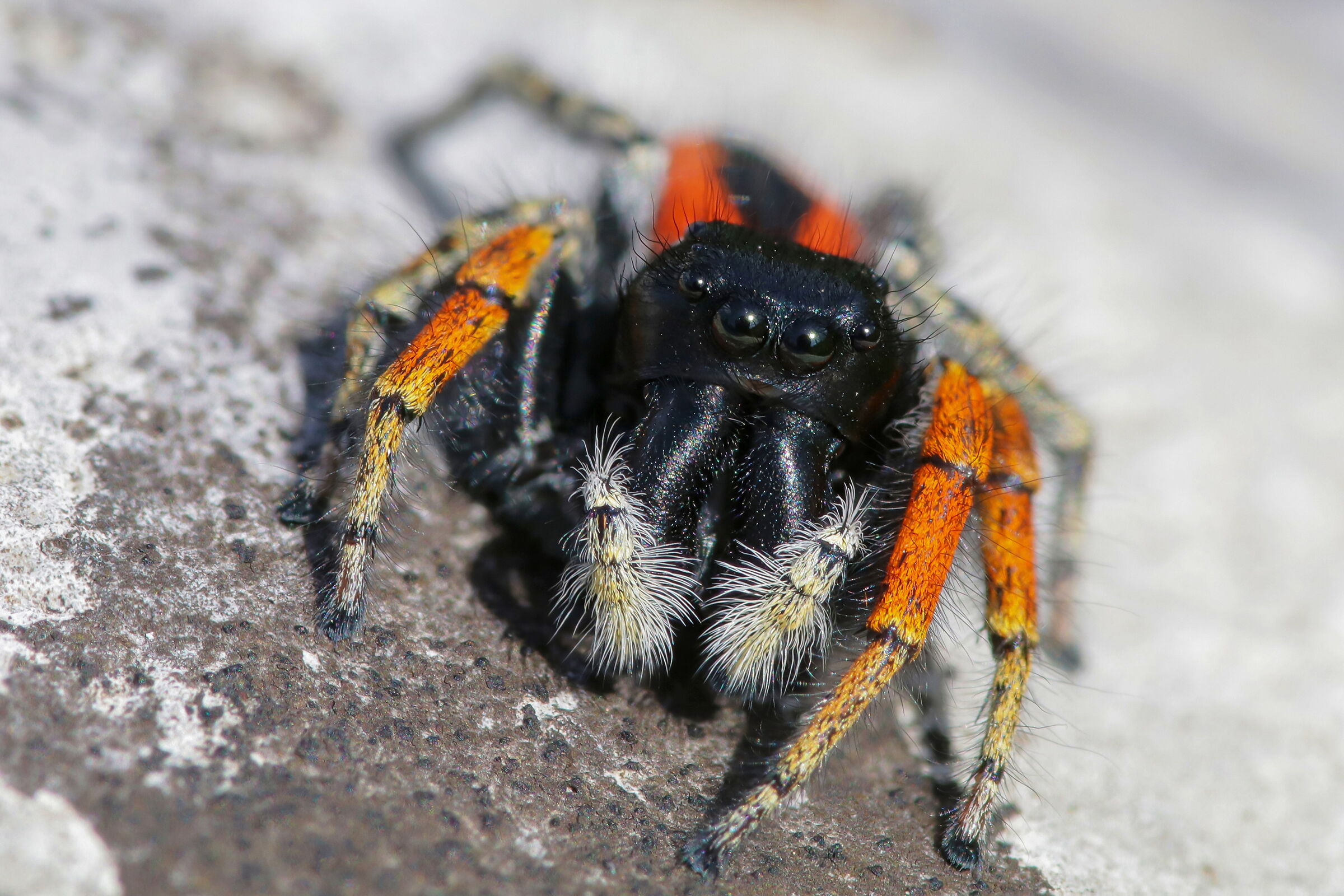 Philaeus chrysops male