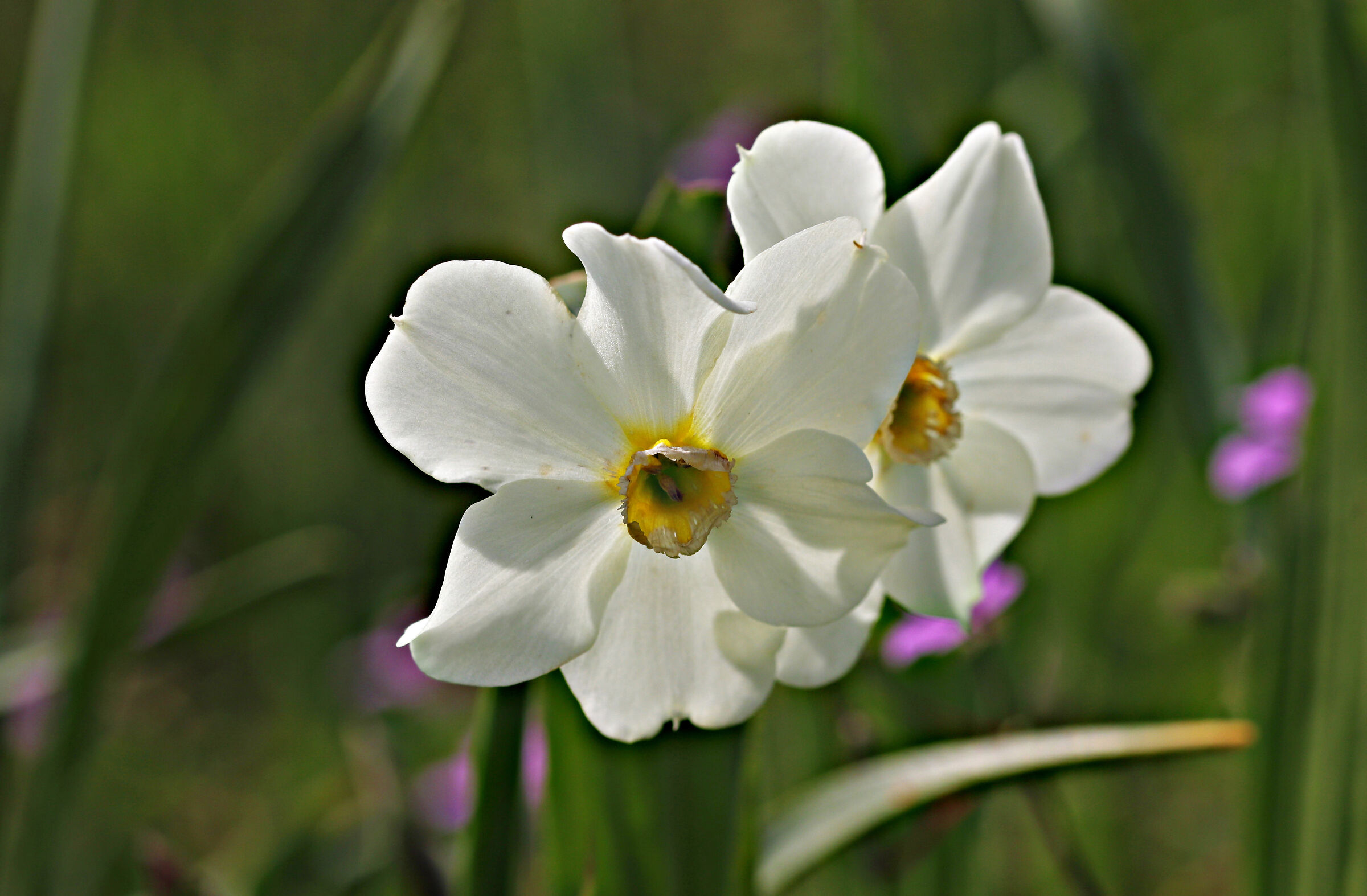 Narcisi un pò sciupati