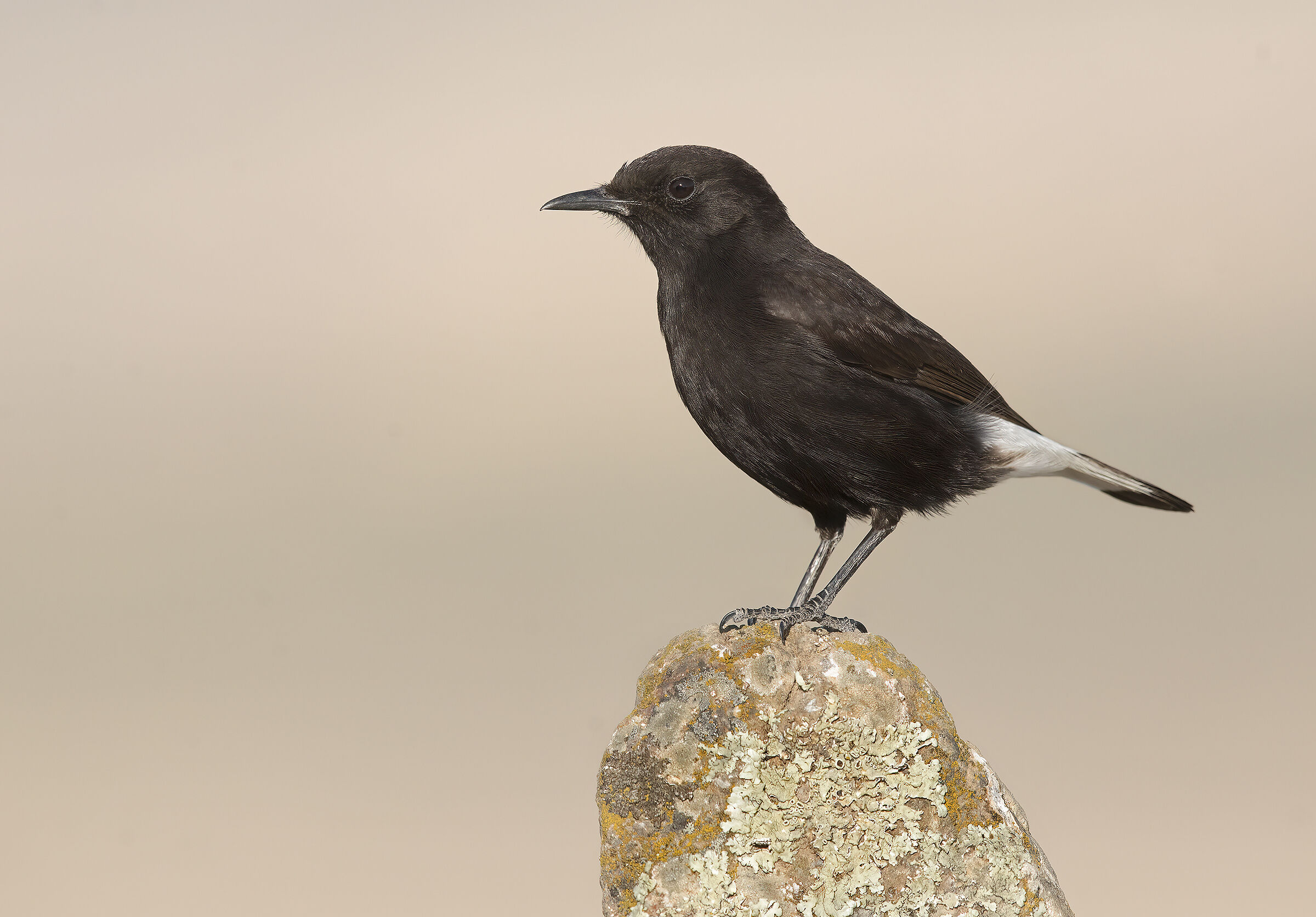 monachella nera (oenanthe leucyra)