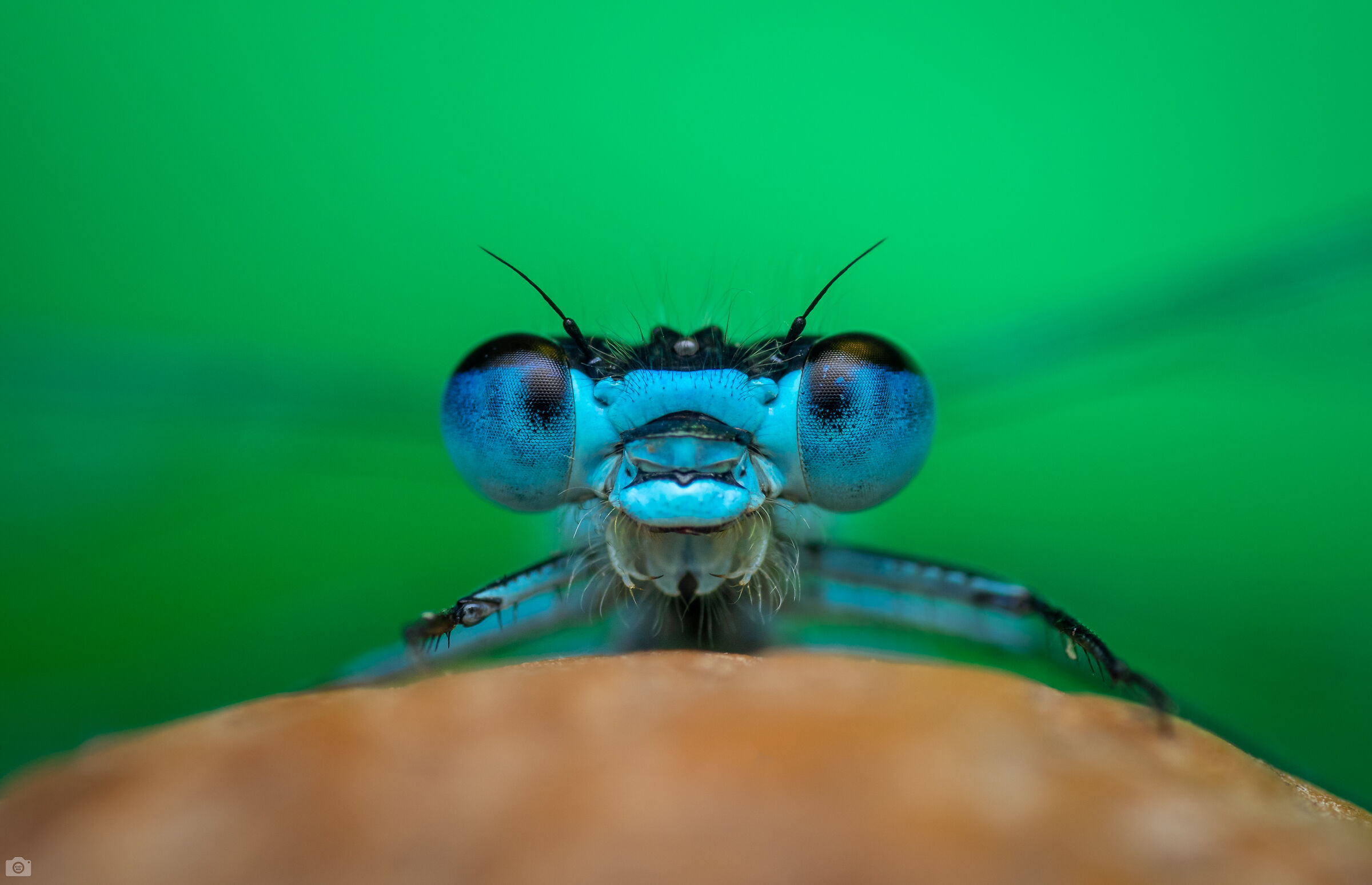 blue