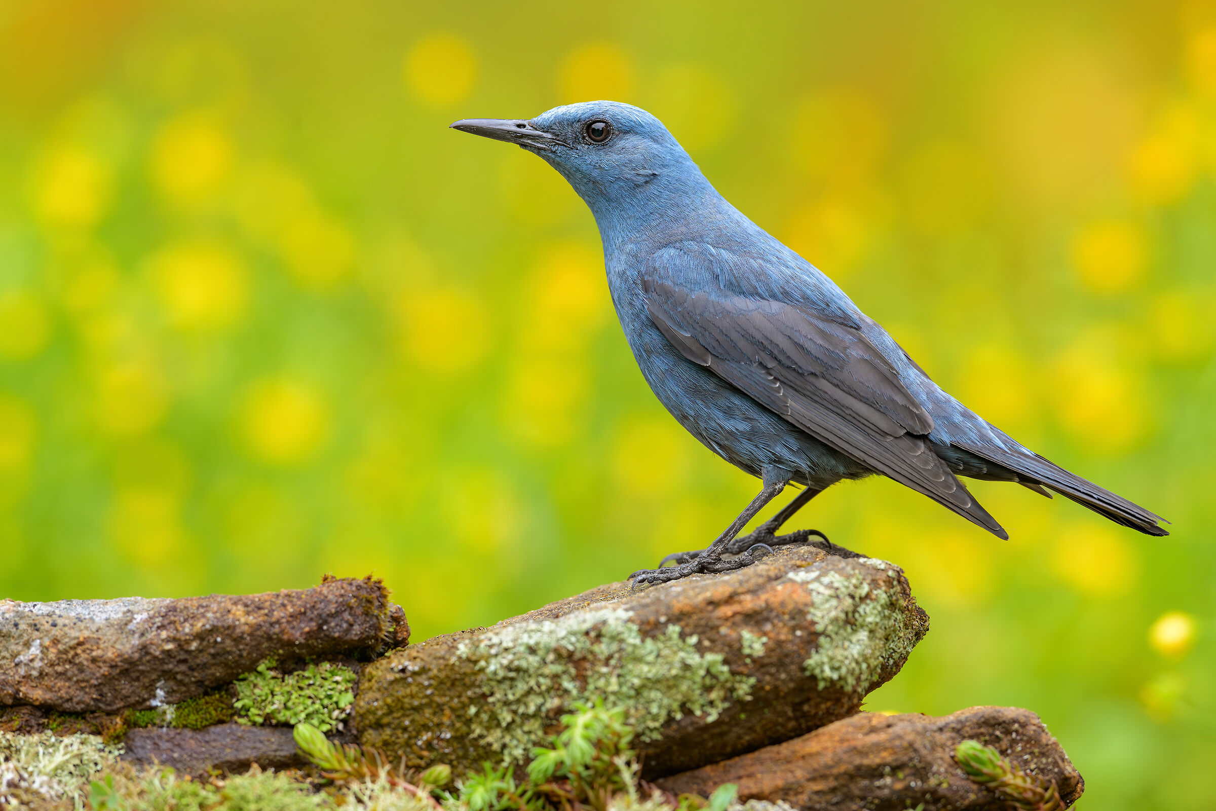 Blue rock thrush
