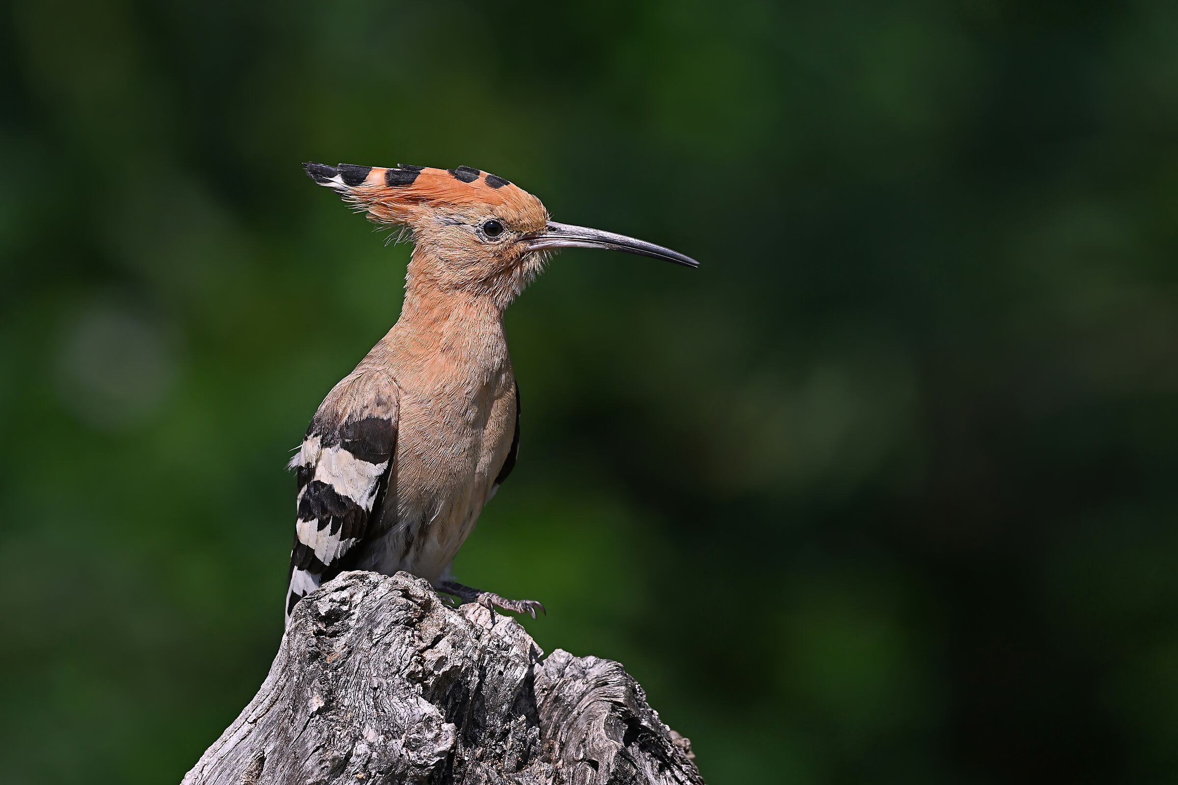 Feather Stories 5 (Hoopoe)