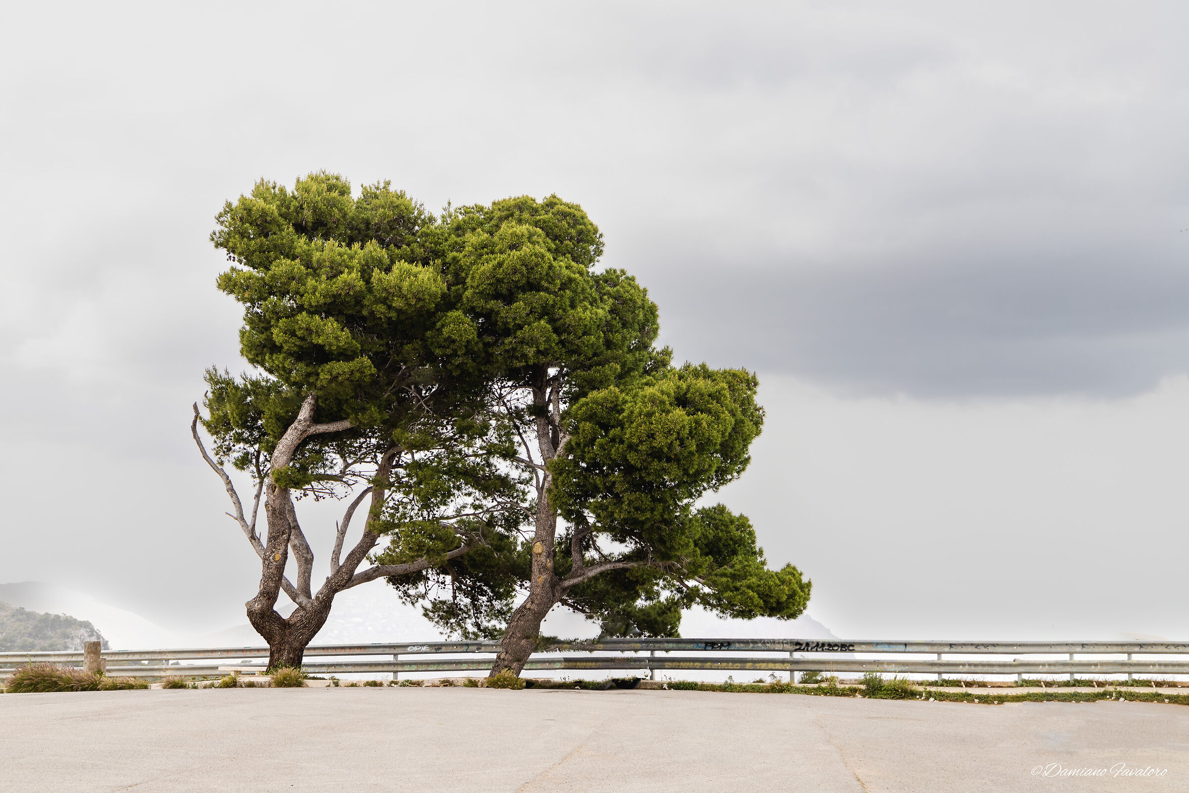 A tree on Monte Pellegrino
