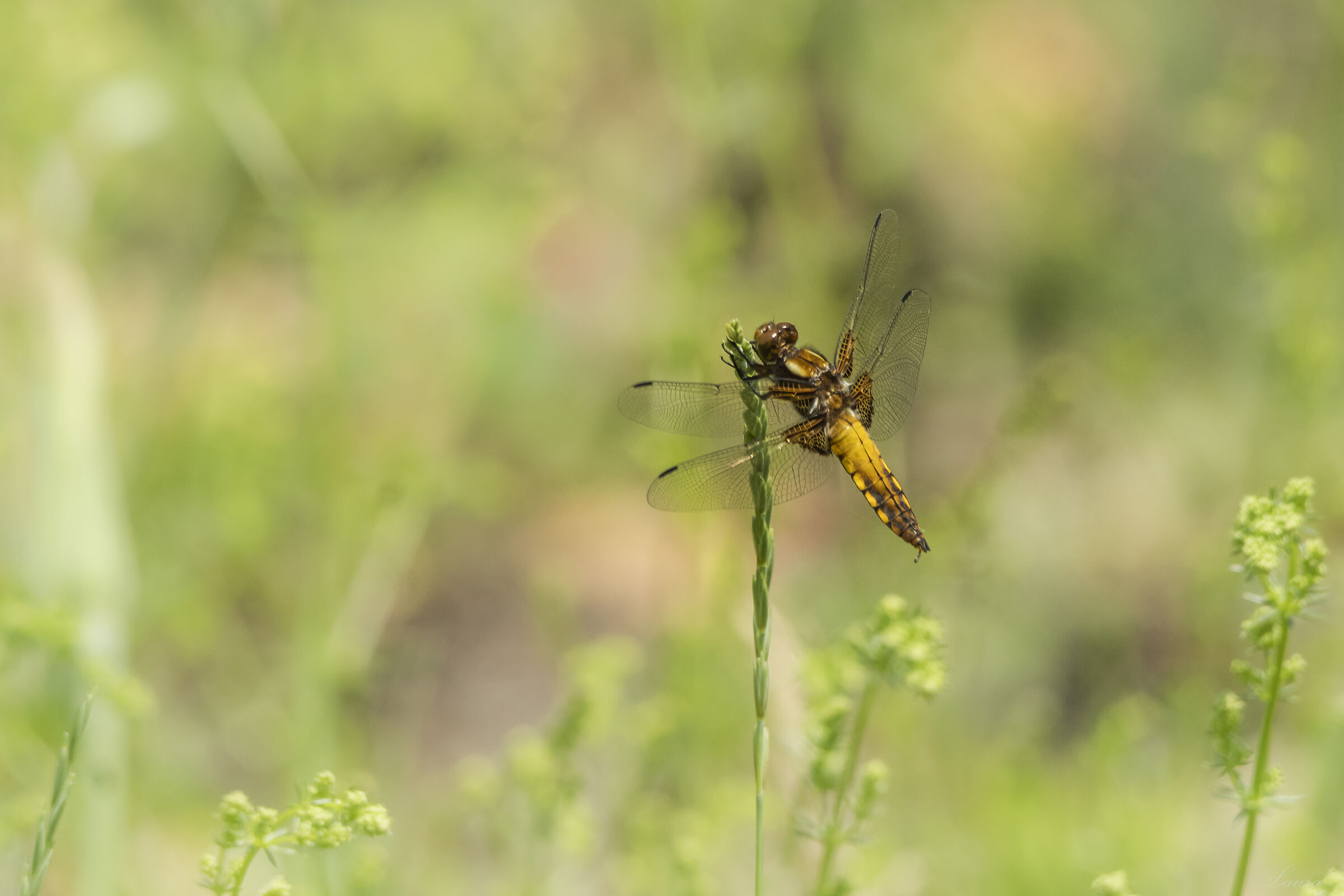 Libellula depressa