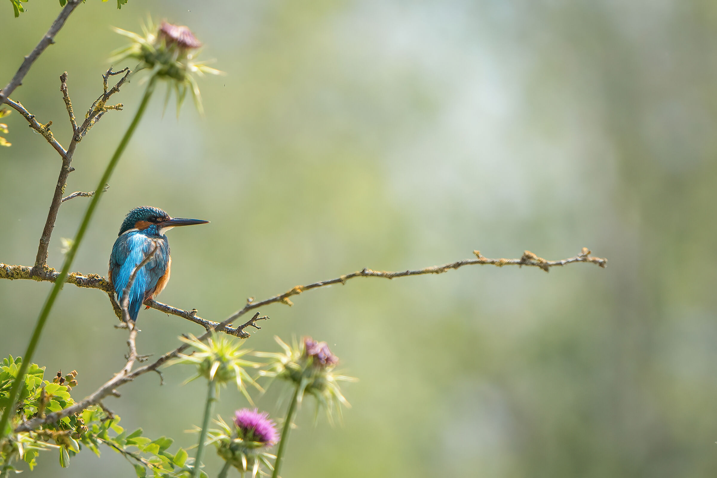 Kingfisher wrapped in blooming thistles