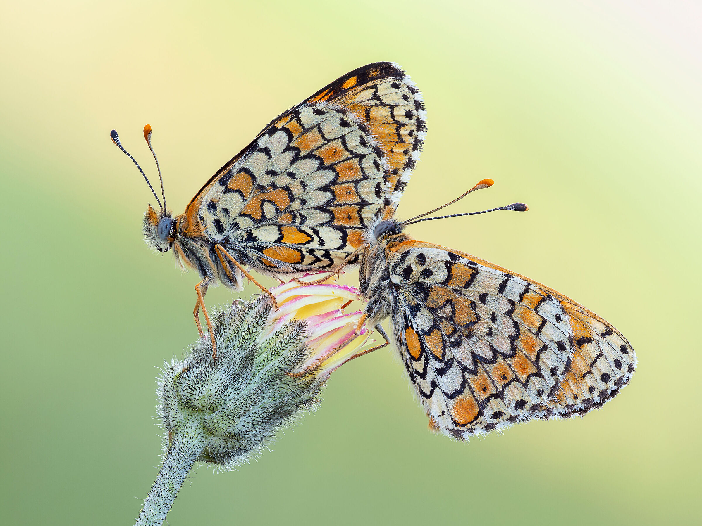 Melitaea cinxia