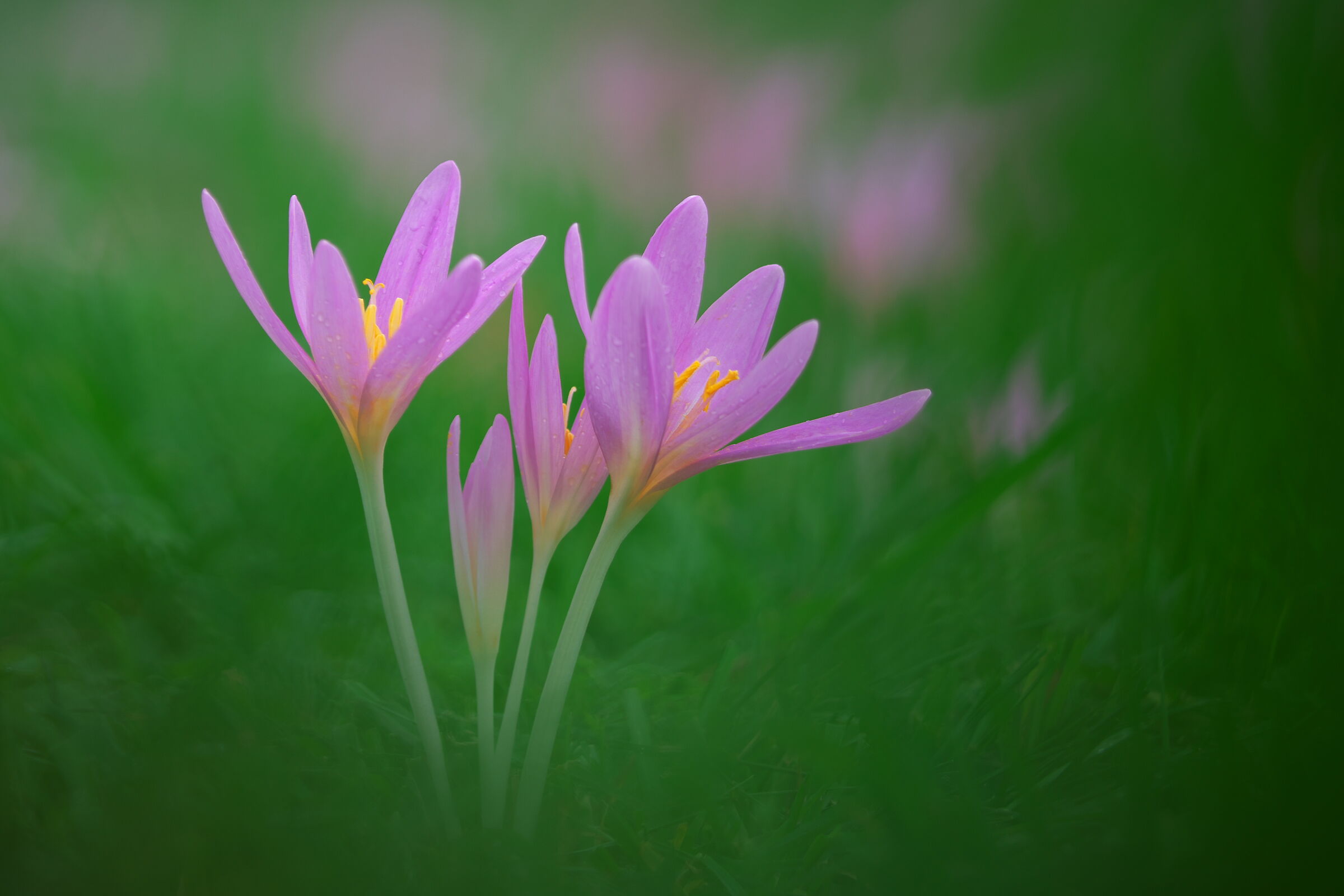 Colchicum autumnale