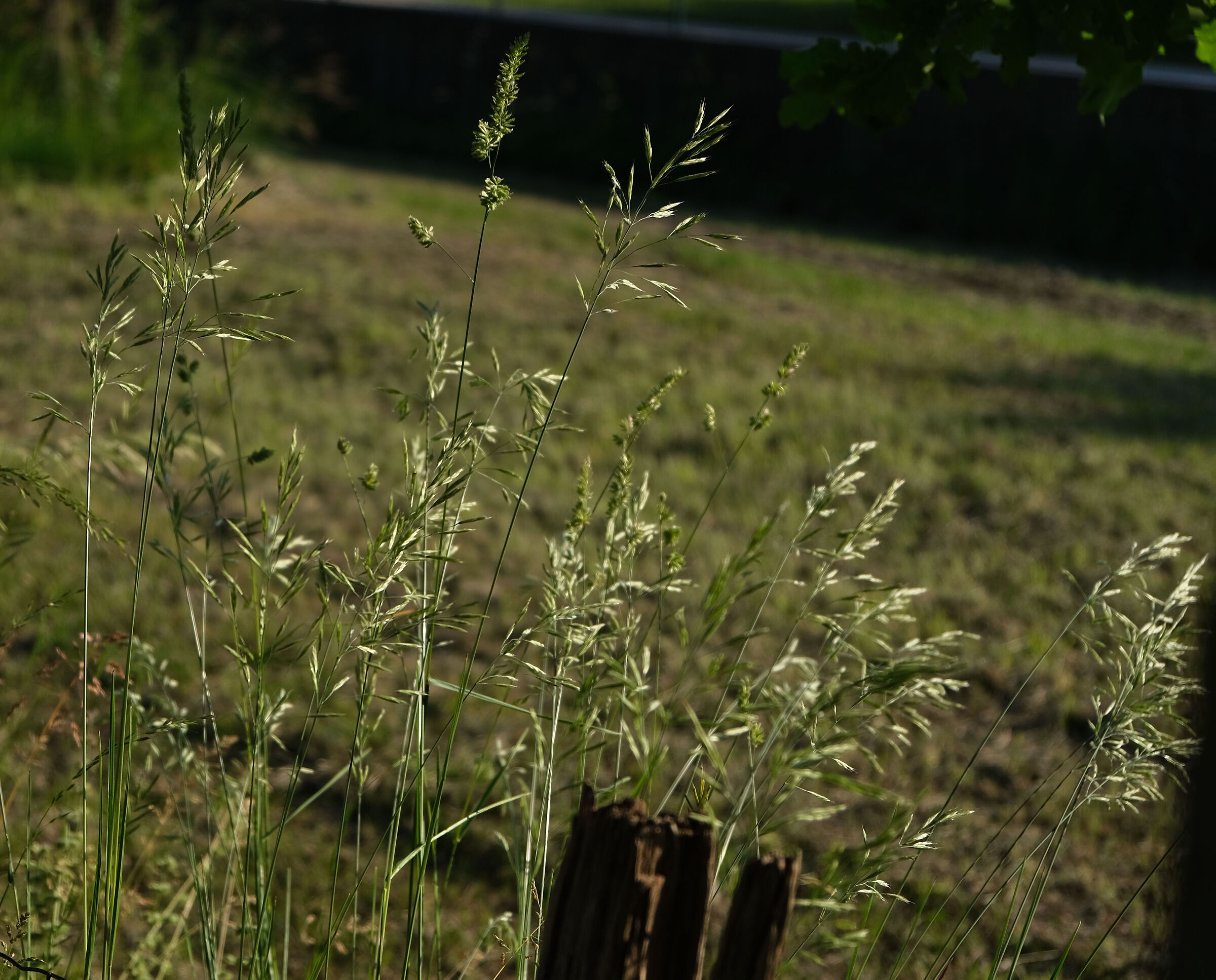Fili d'erba in luce orizzontale