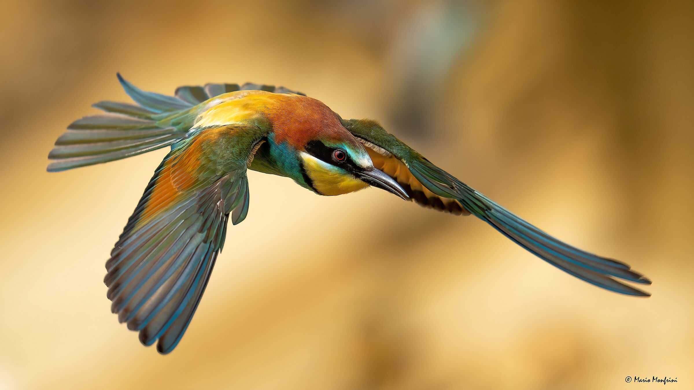 The apotheosis of the background color Golg