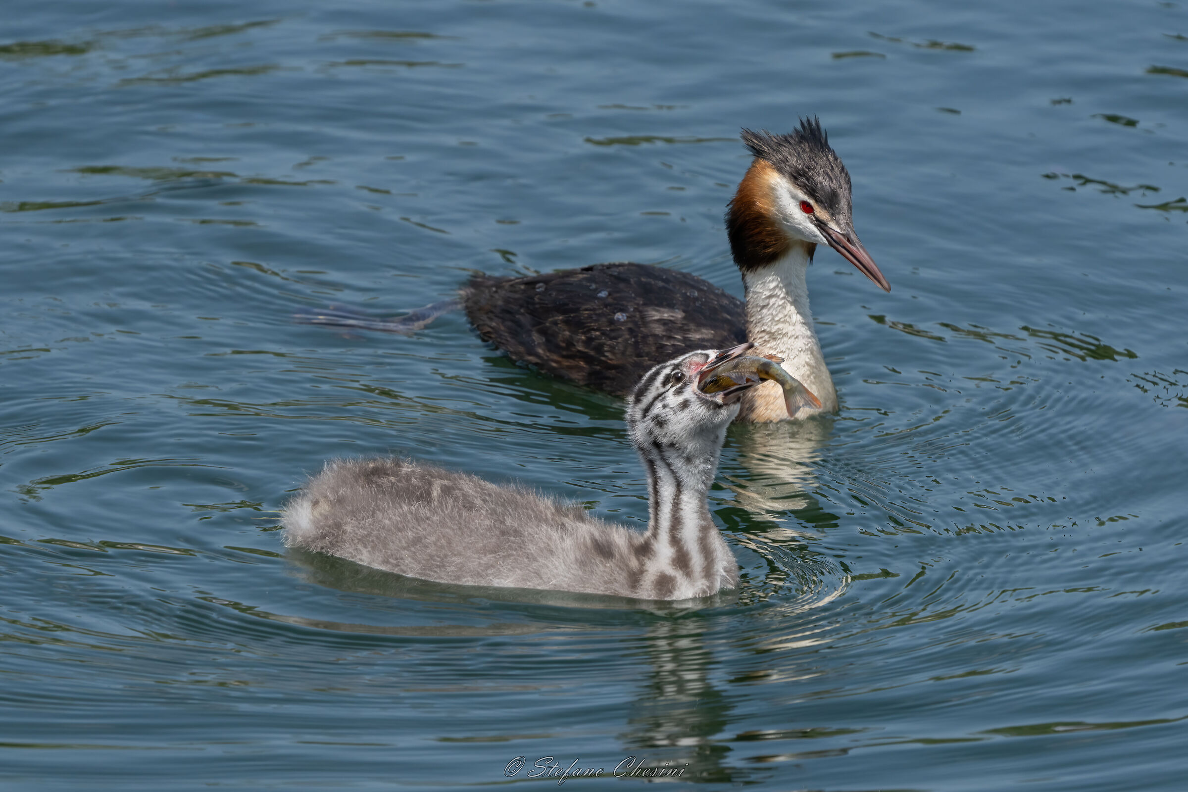 e' tutto un magna magna