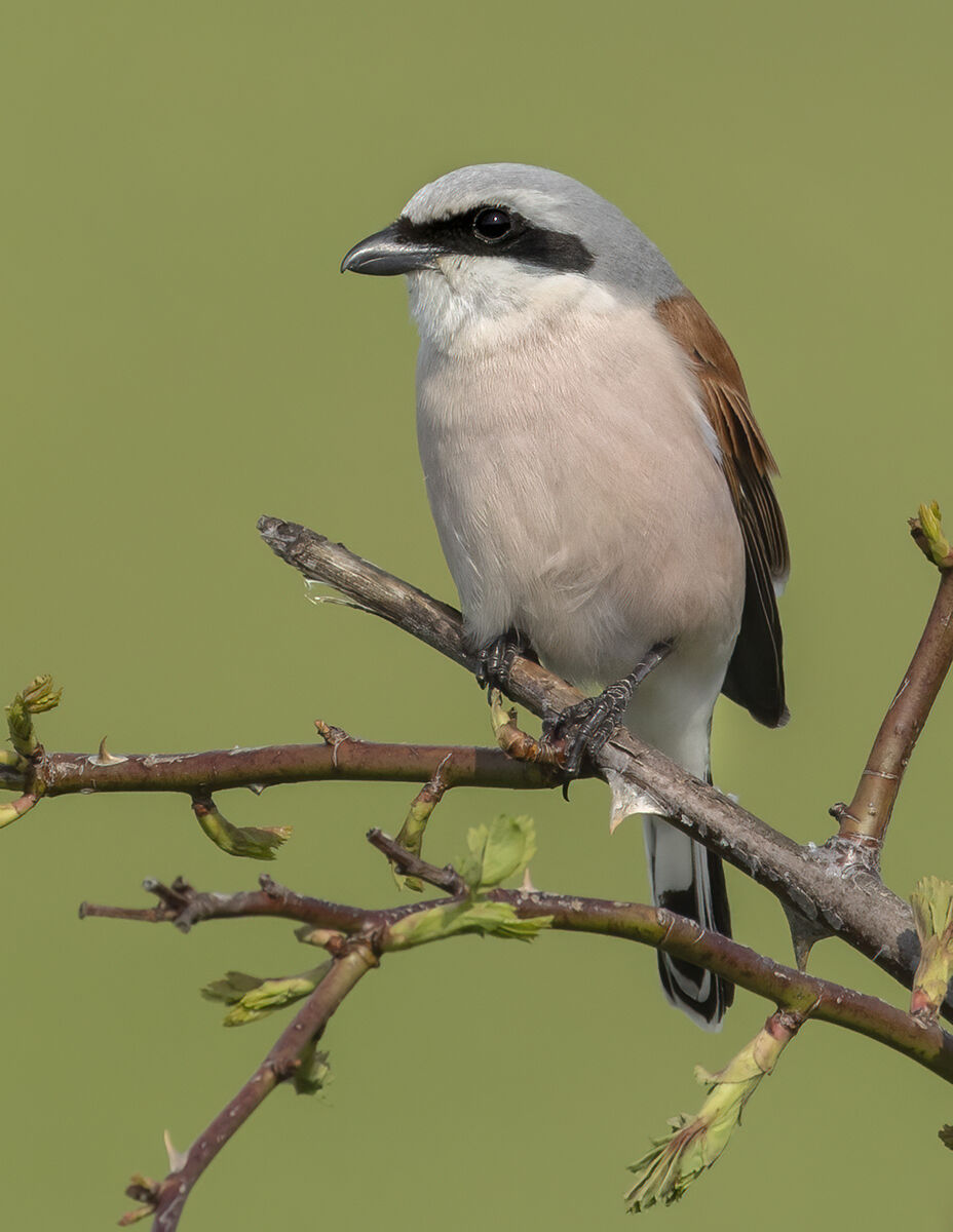 in the realm of the little shrike