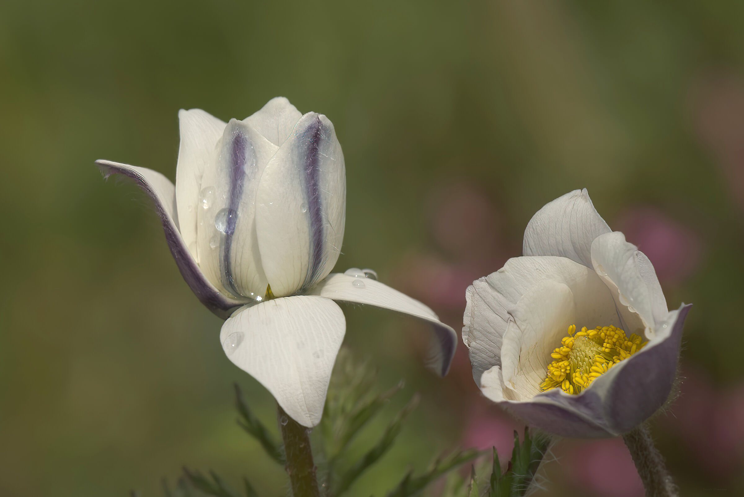 Pulsatilla alpina - Tremalzo