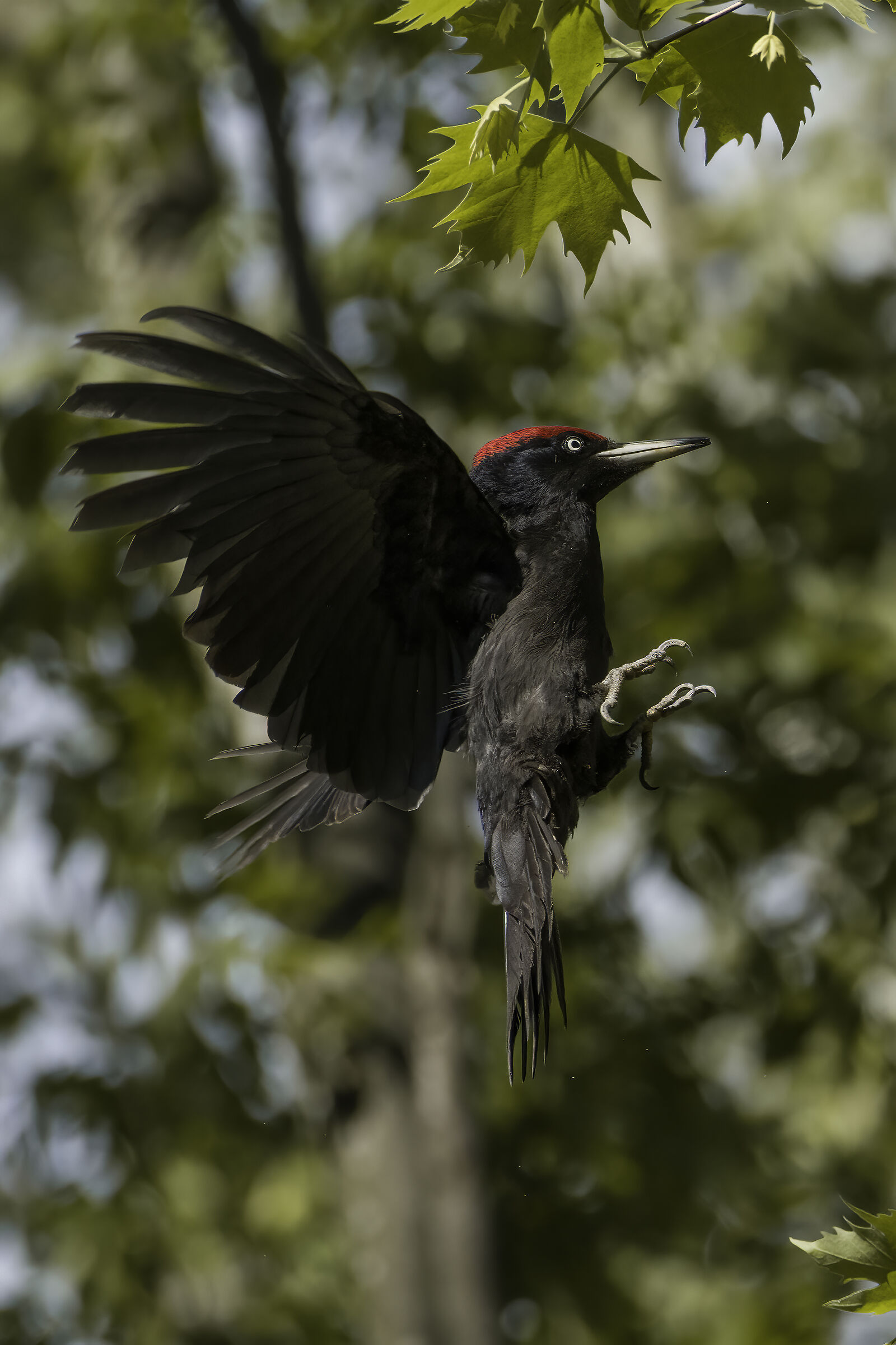 Dryocopus martius