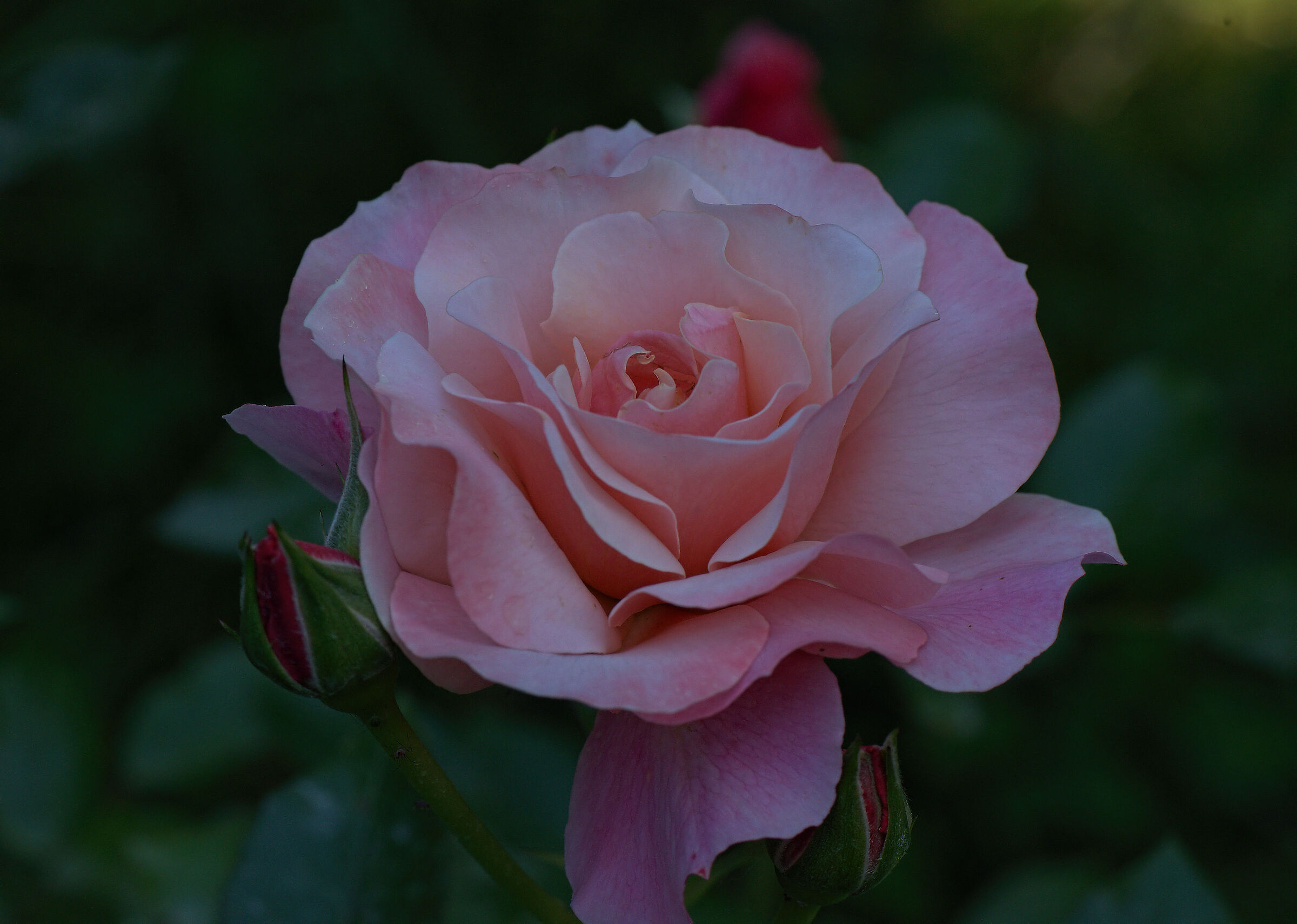 Rosa inglese