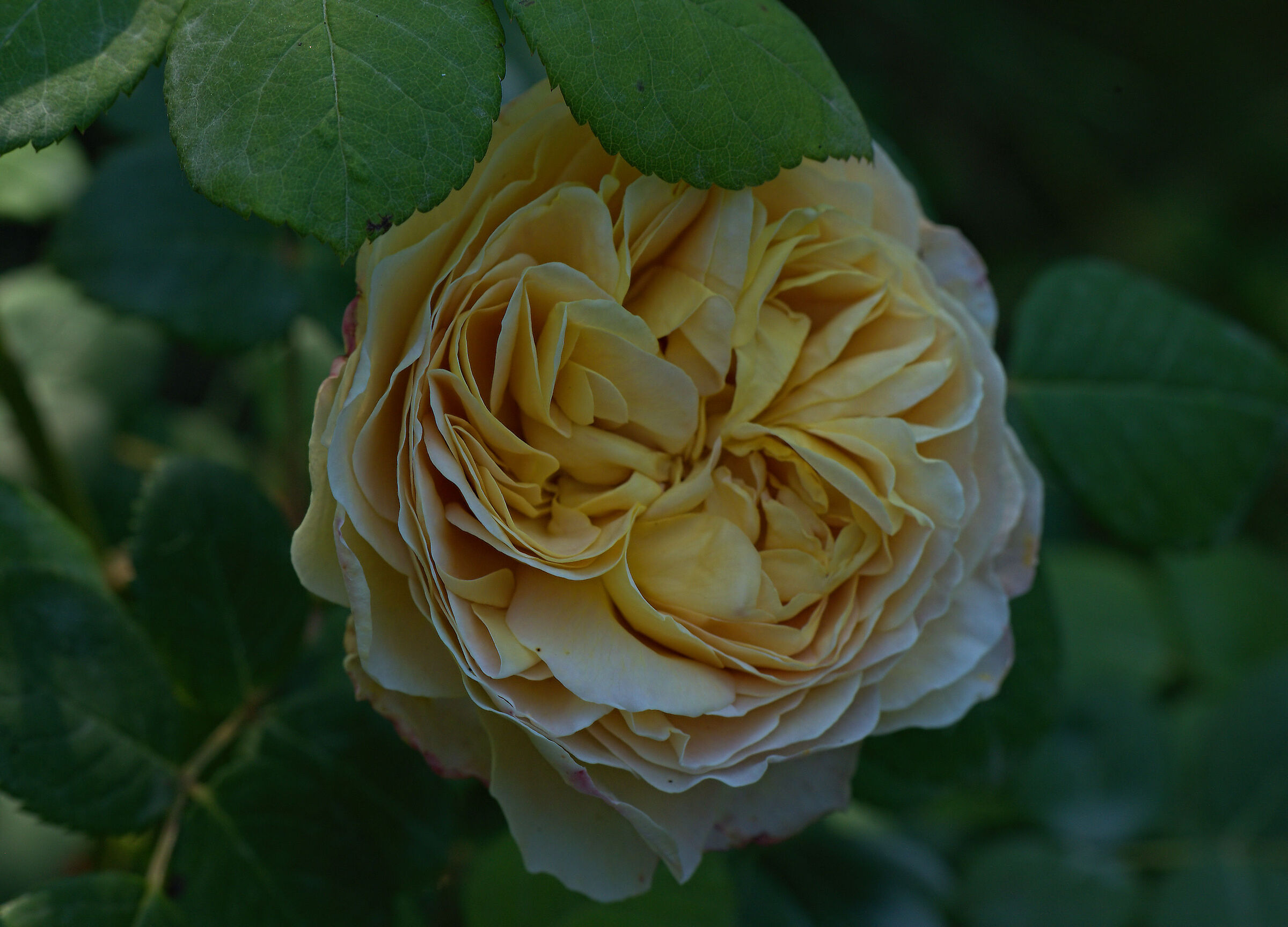 Rosa inglese