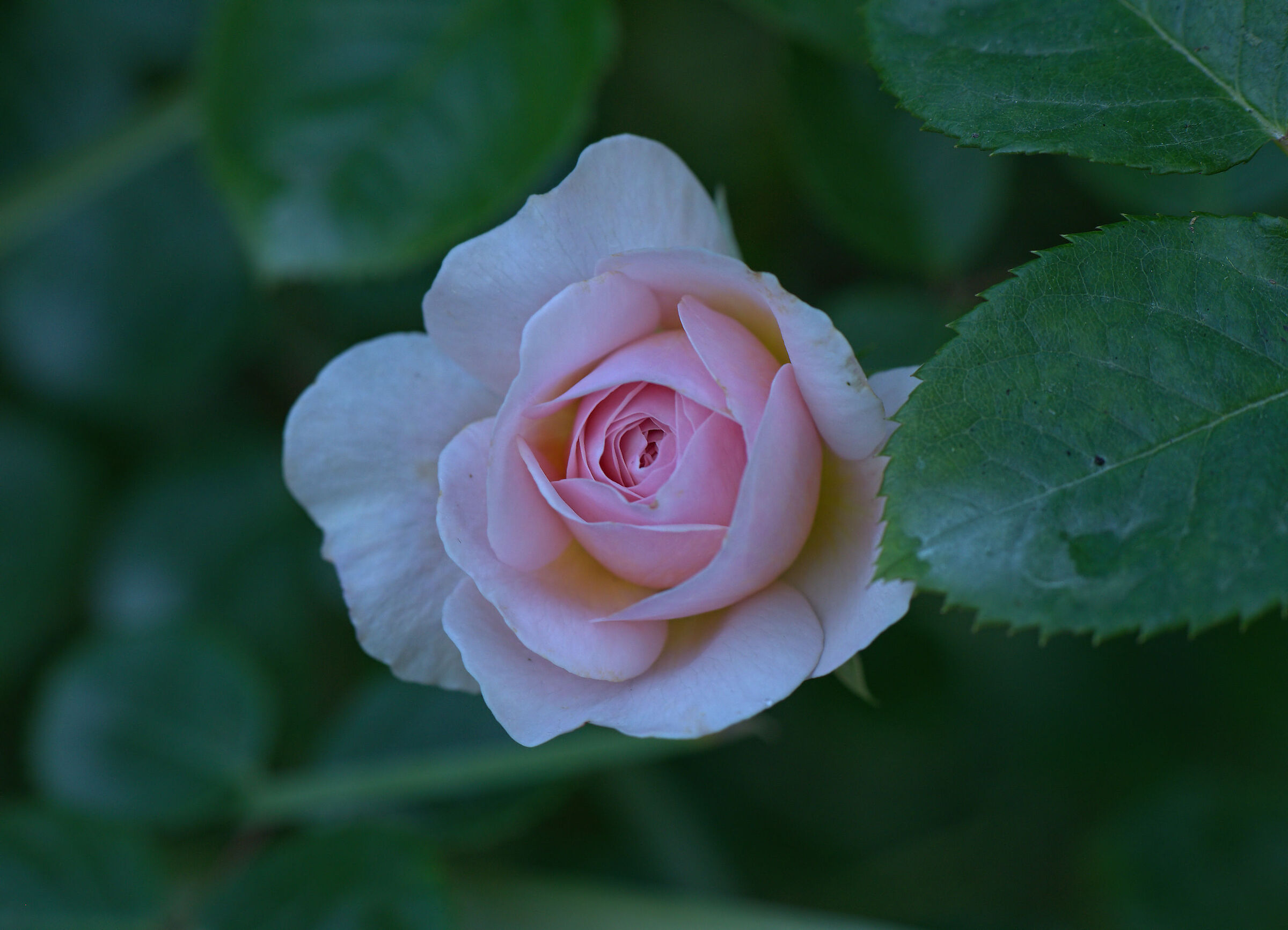 Rosa inglese
