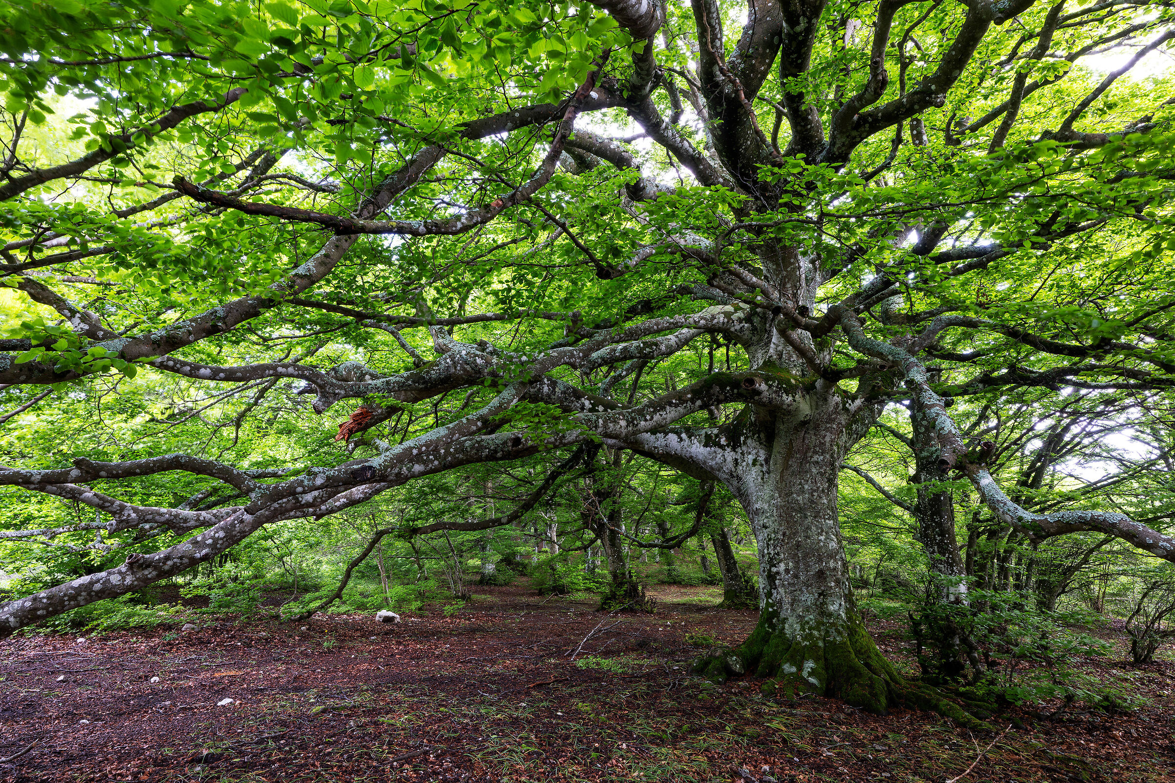 Great Beech of Canfaito