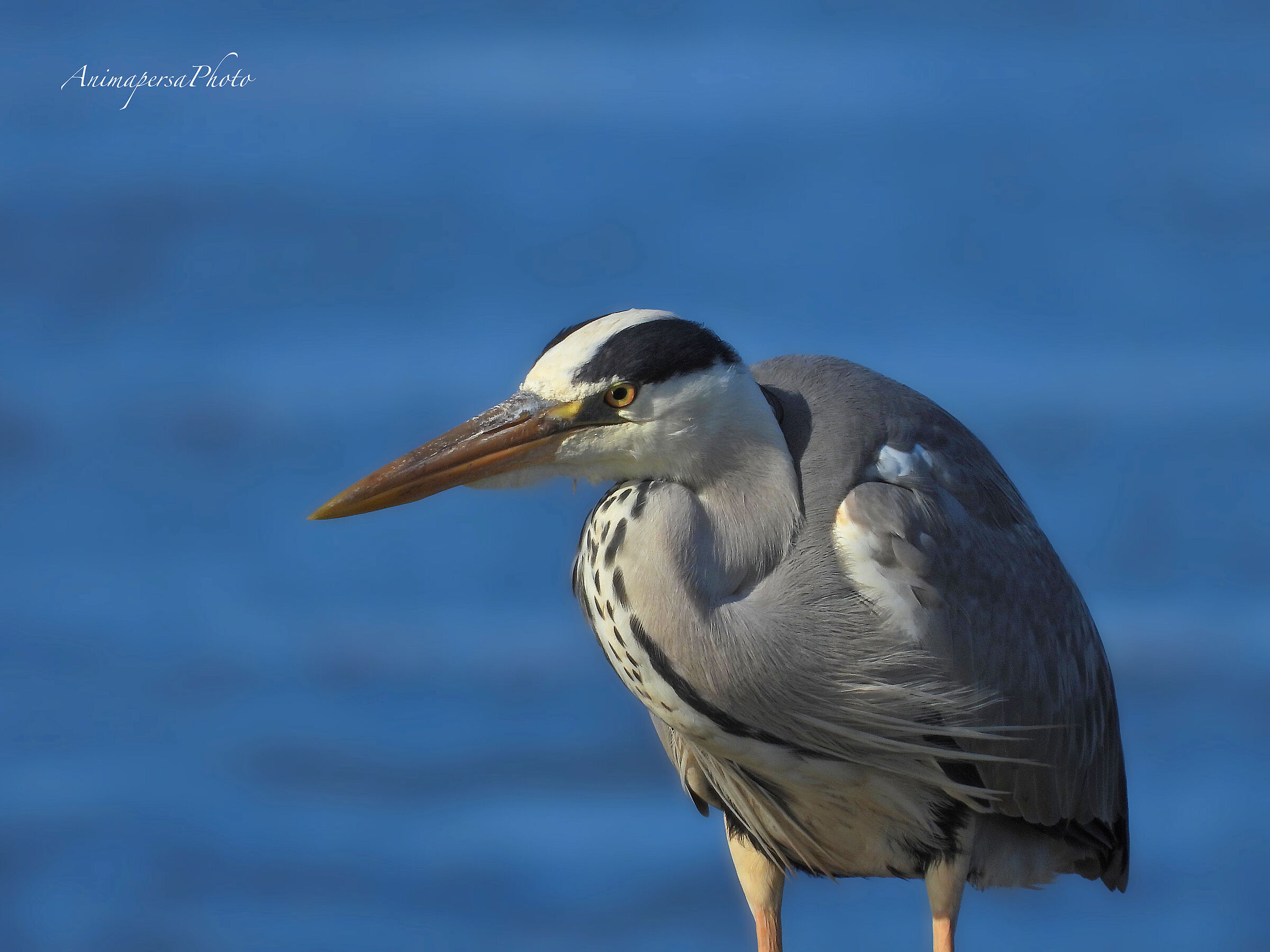 Lo sguardo del Cenerino