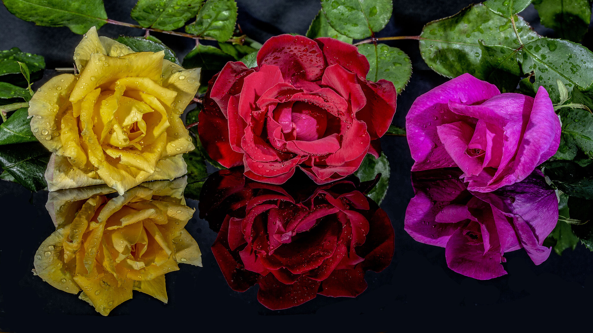 Rose
