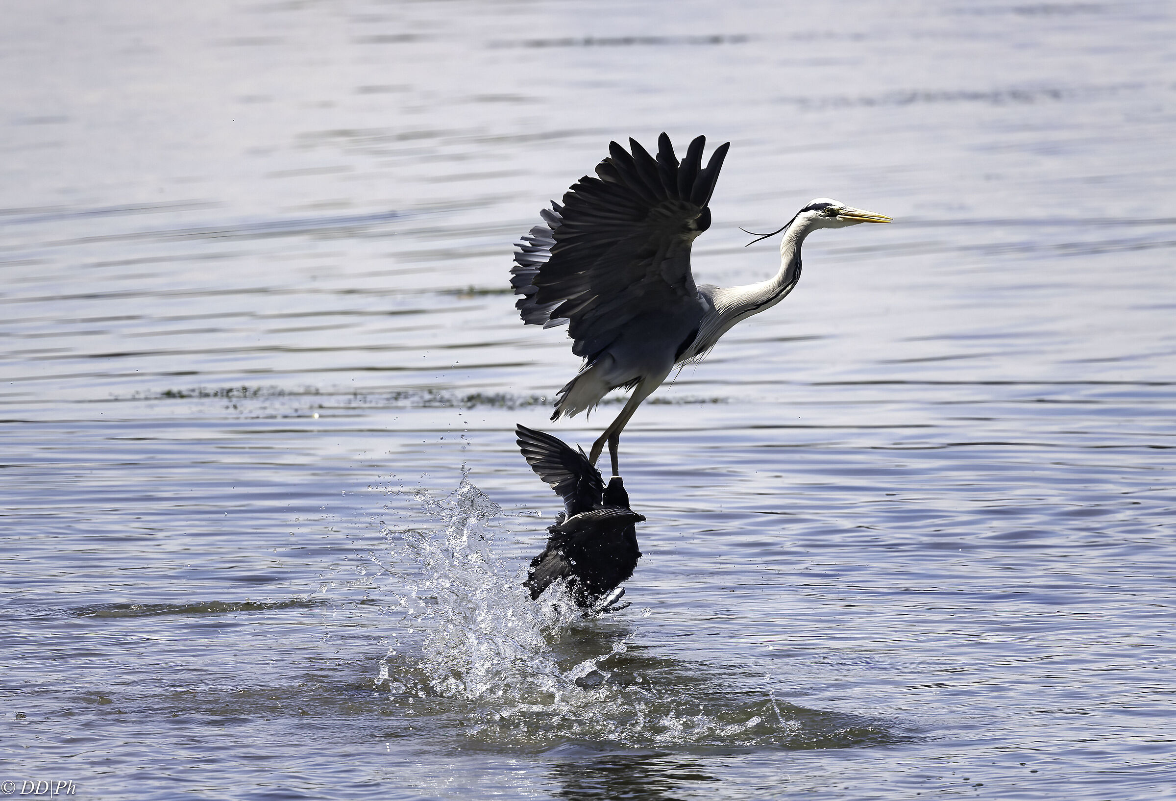 Grey heron