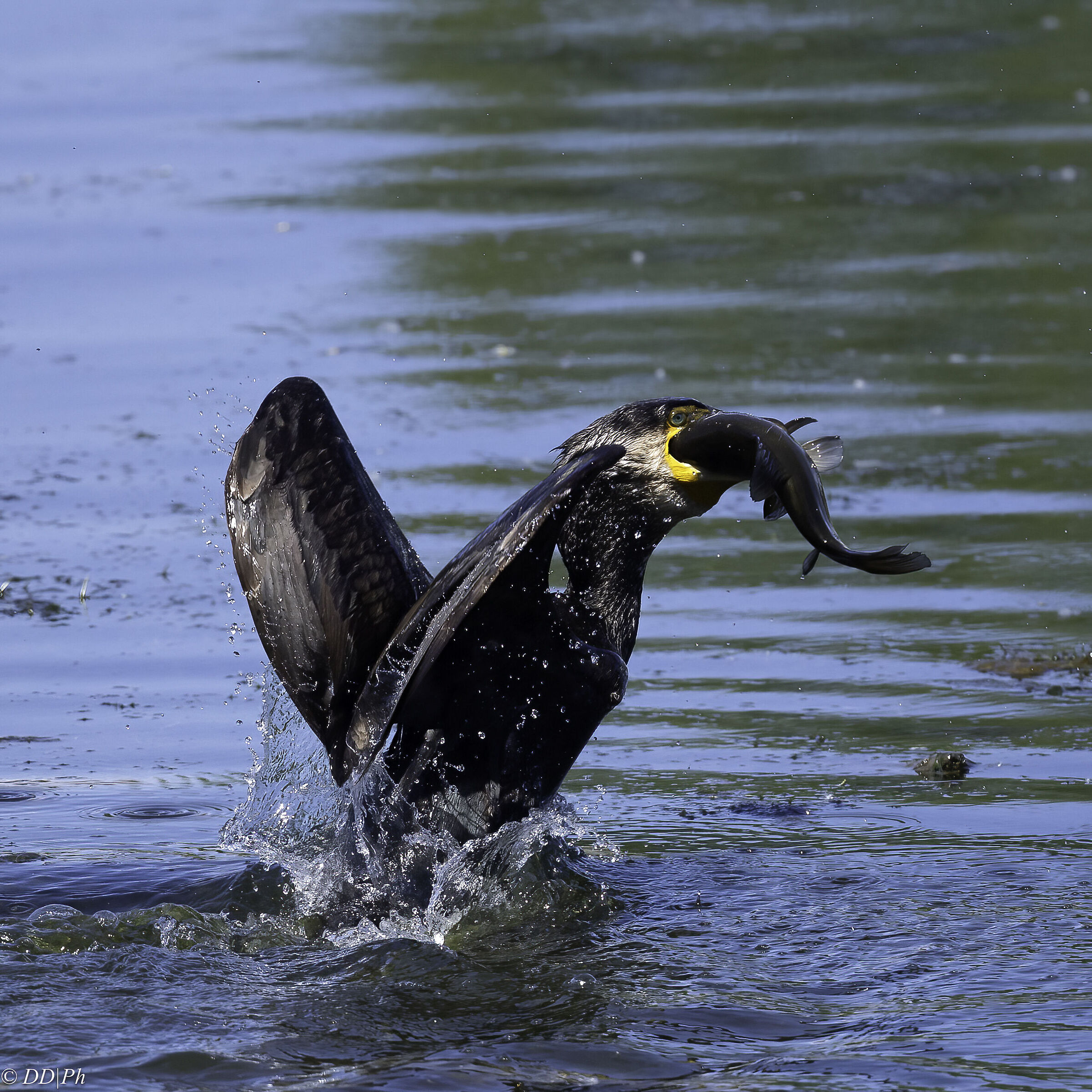 Cormorant