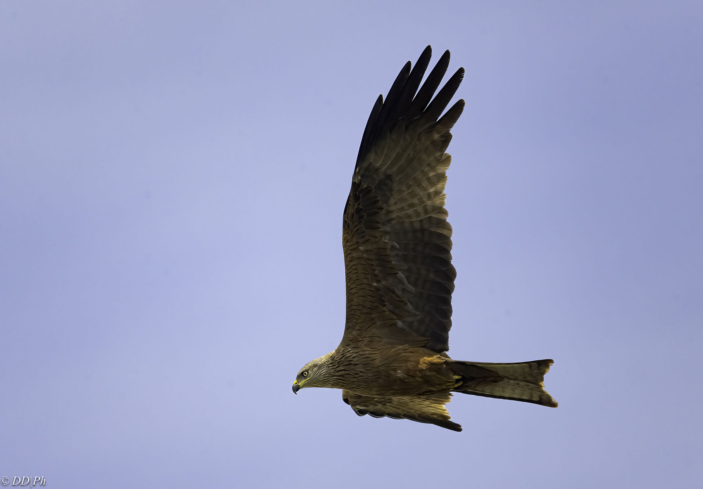 Black kite