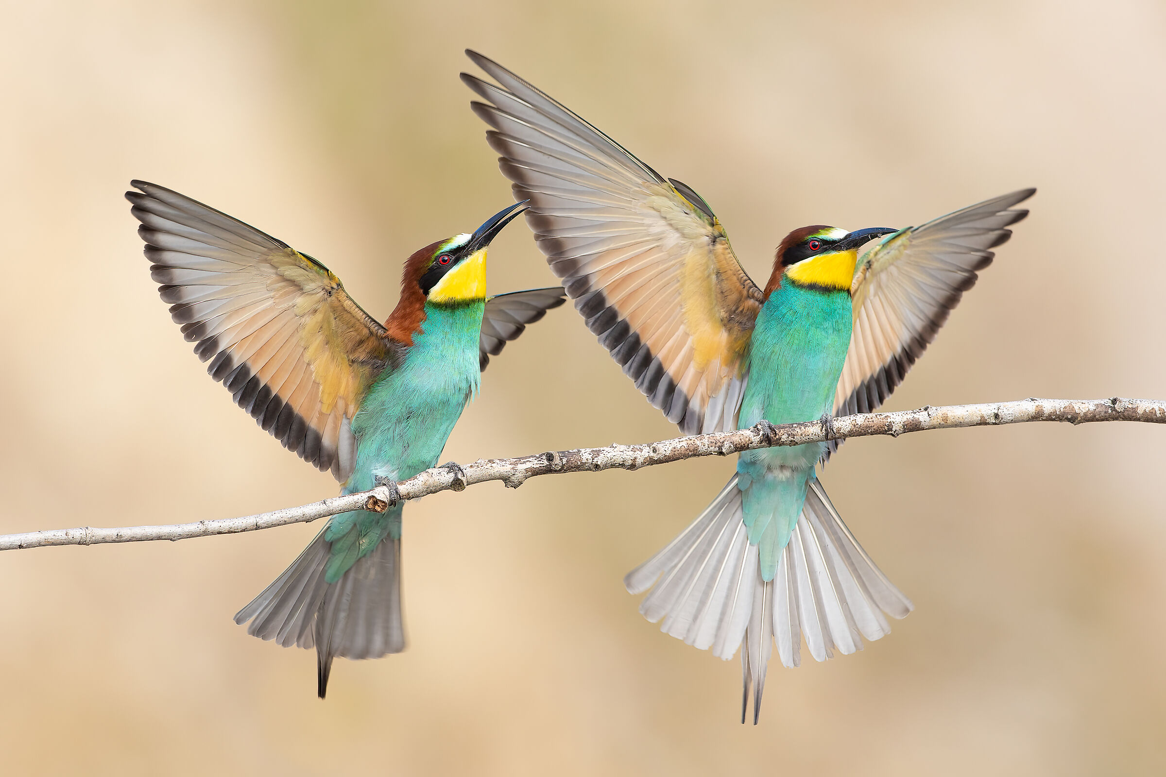 The Bee-eaters