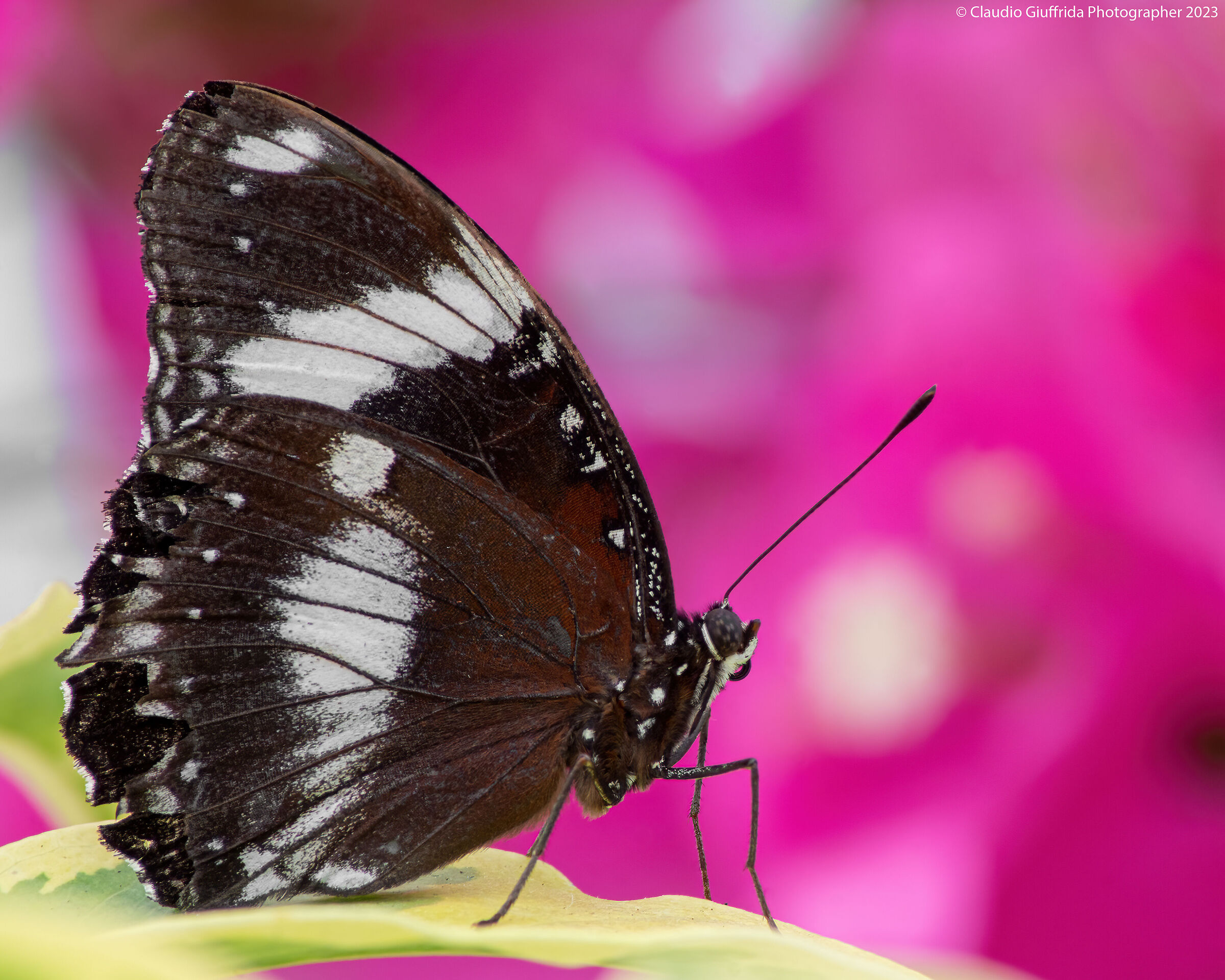 Hypolimnas bolina