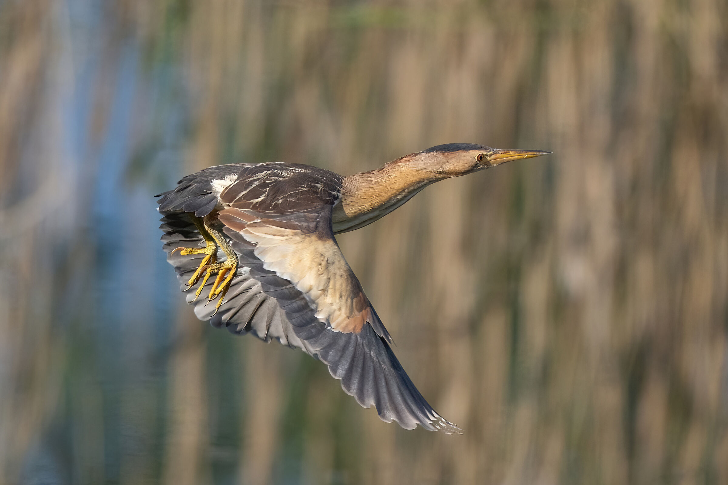 Tarabusino (Ixobrychus minutus)