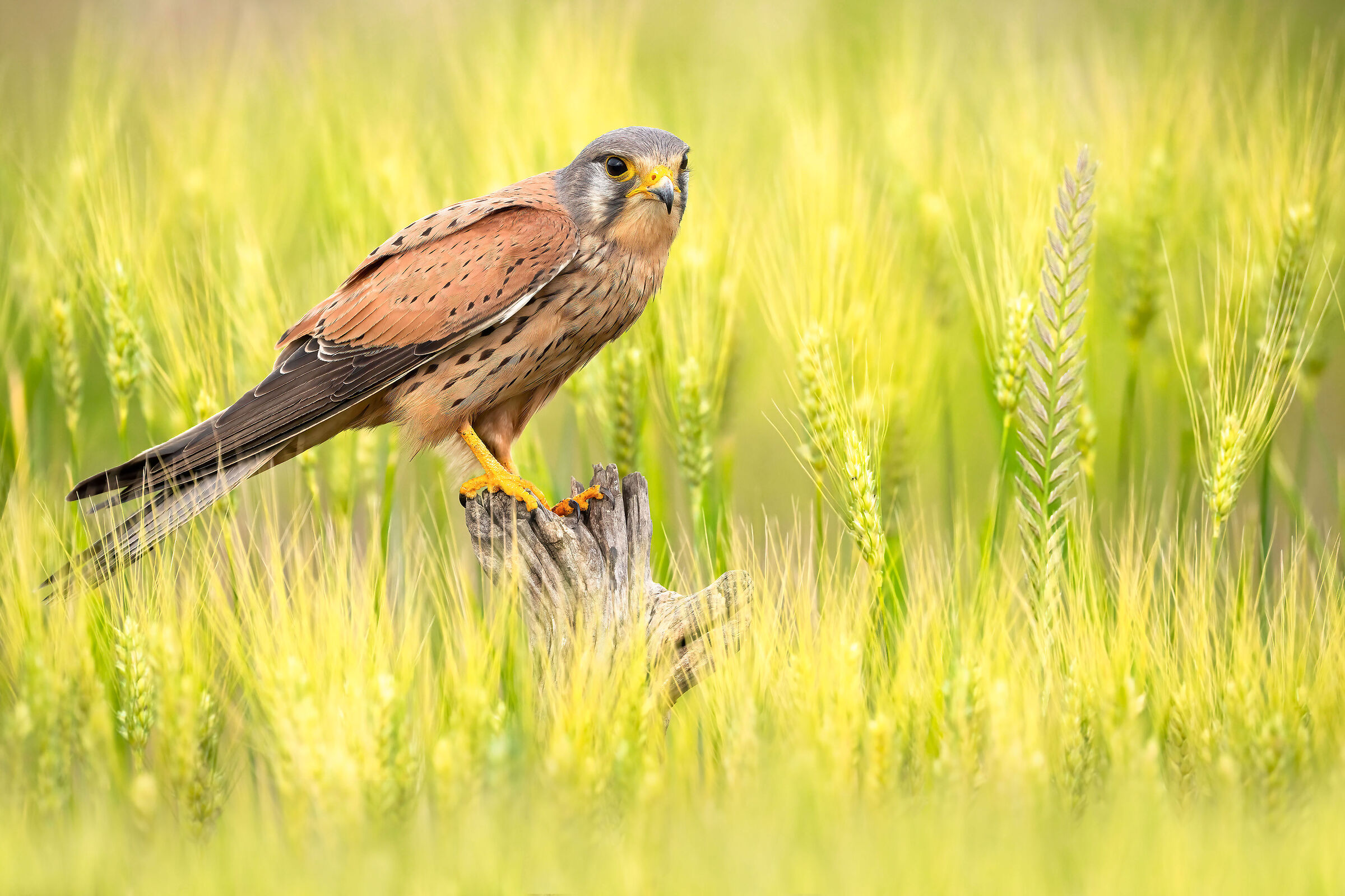 kestrel