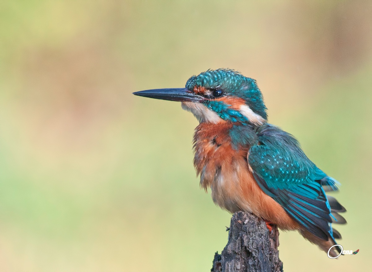 martin....alle prime luci dell'alba