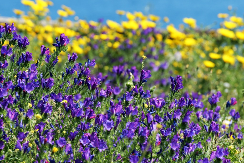 riserva dello zingaro