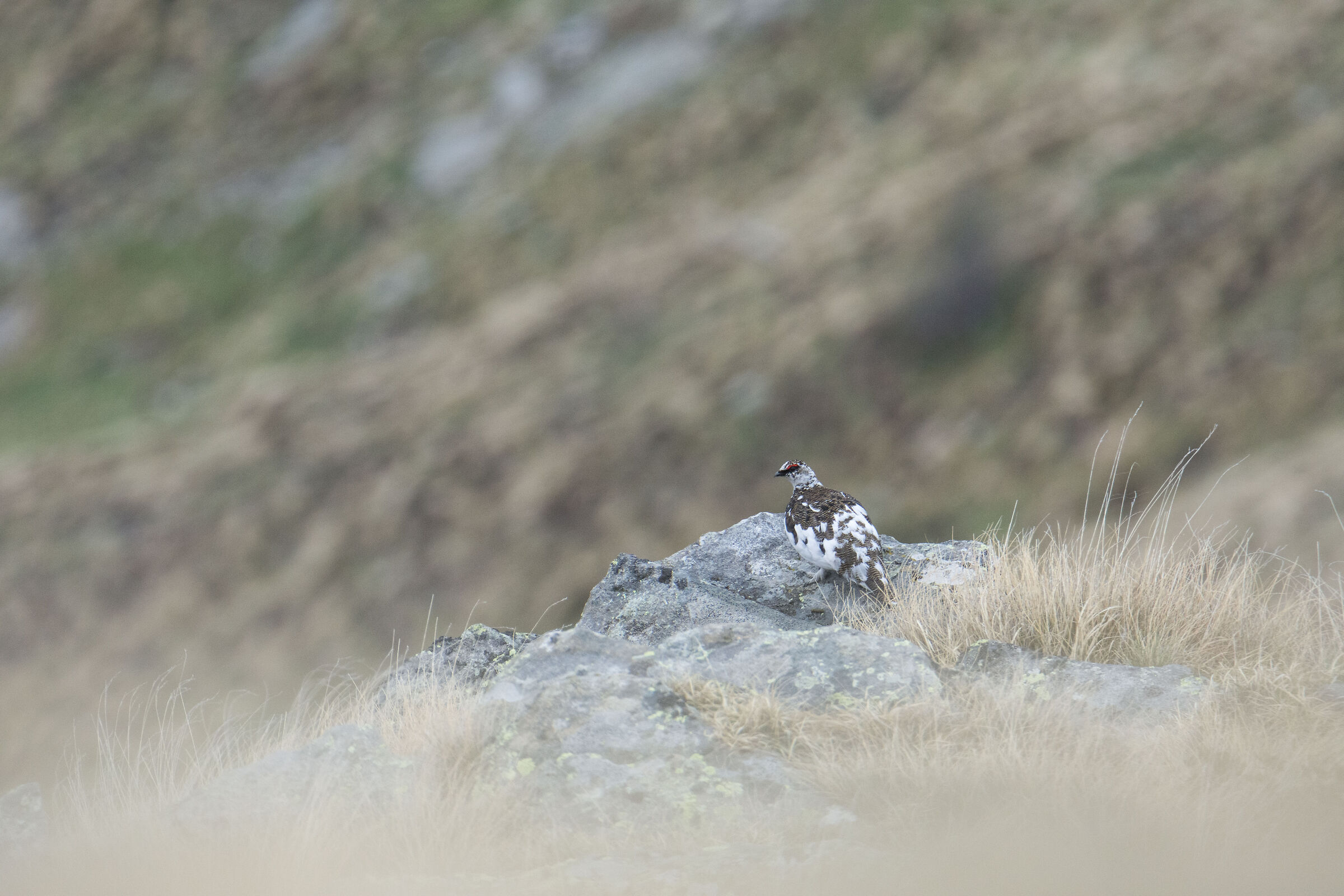 Partridge on the warm colors of spring