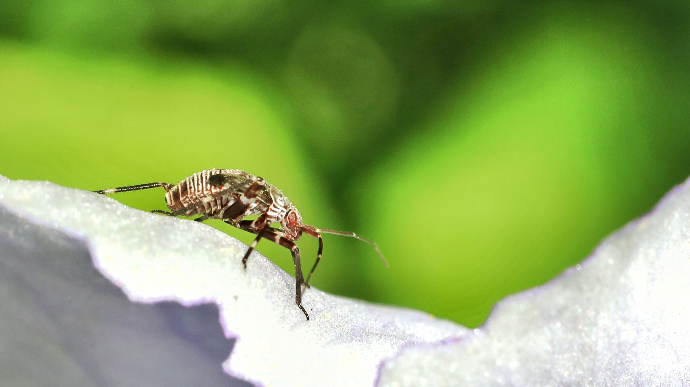 Rhabdomiris striatellus