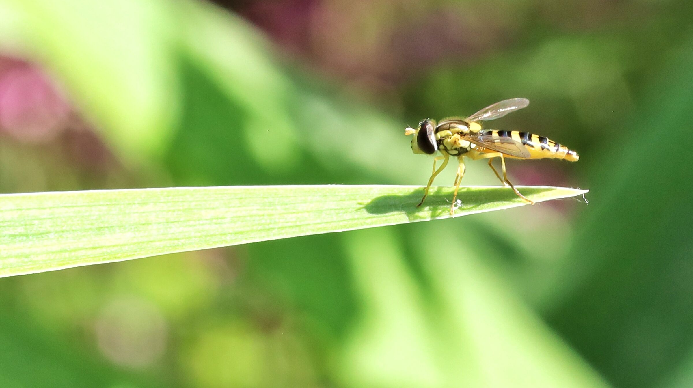 Sphaerophoria scripta _ female