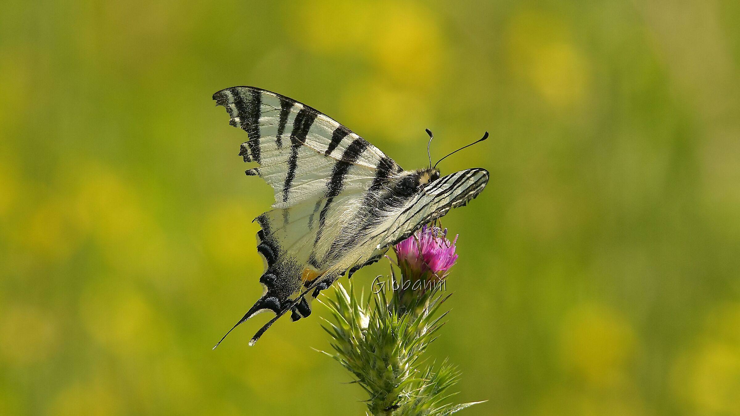 reduce da intemperie dei giorni passati