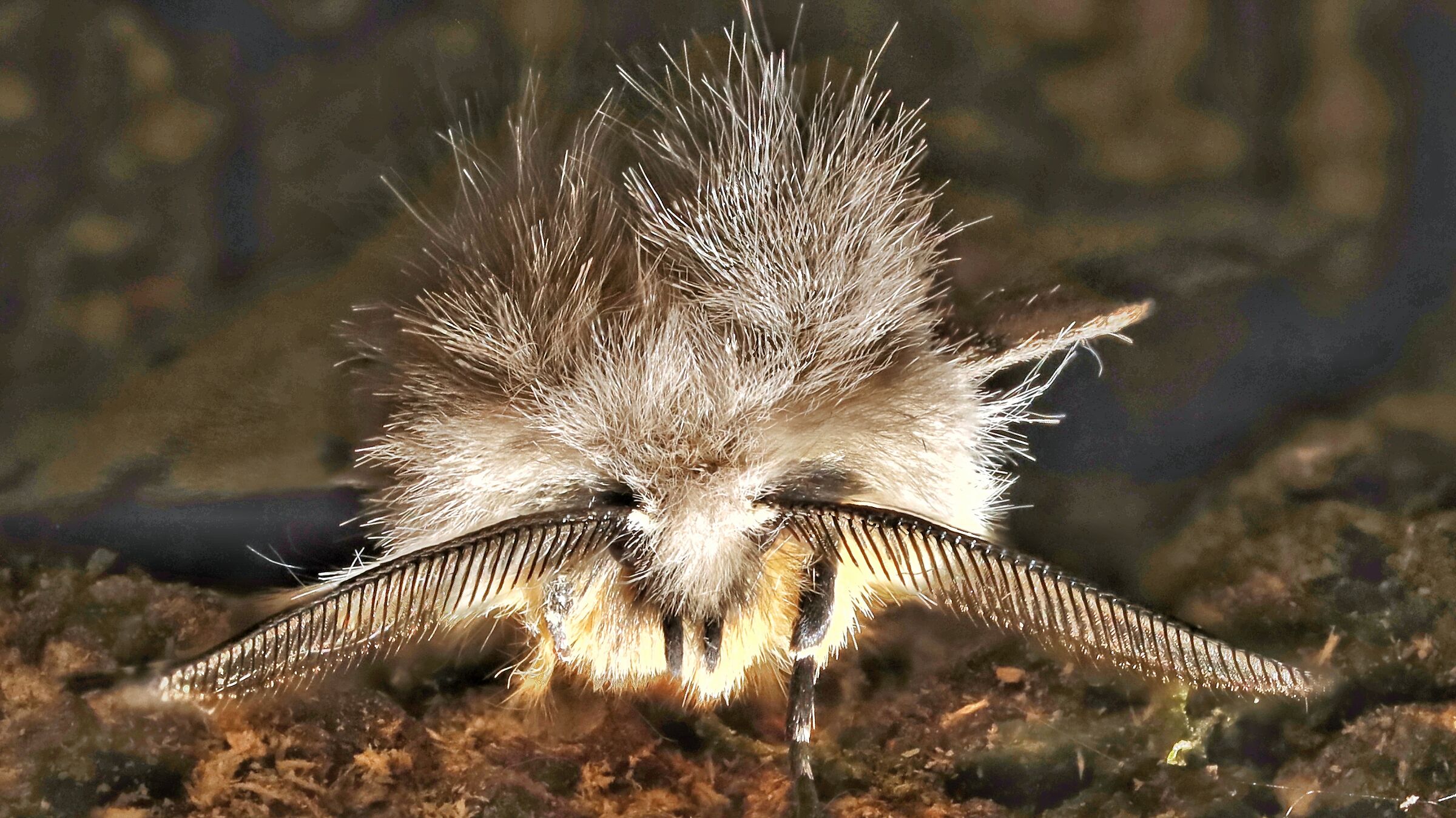 Diaphora mendica _ male
