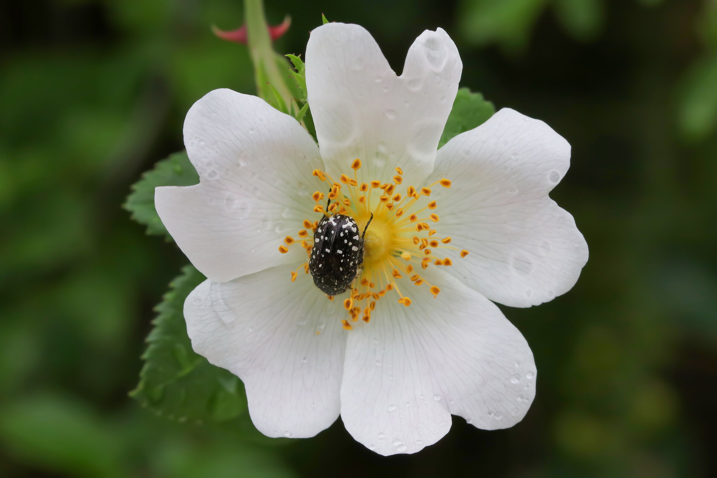 Oxythyrea funesta on rose hips