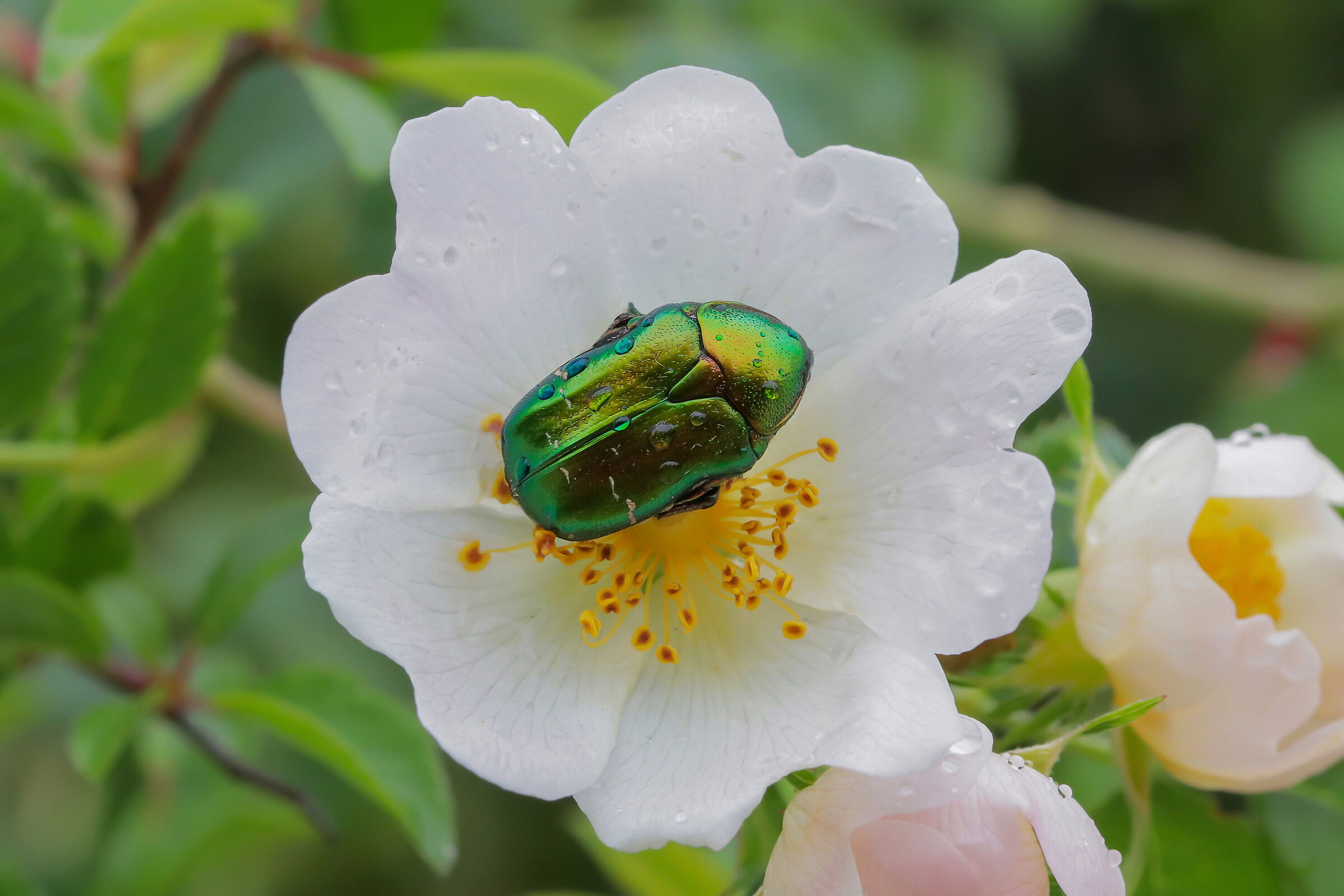 Cetonia aurata on rose hips