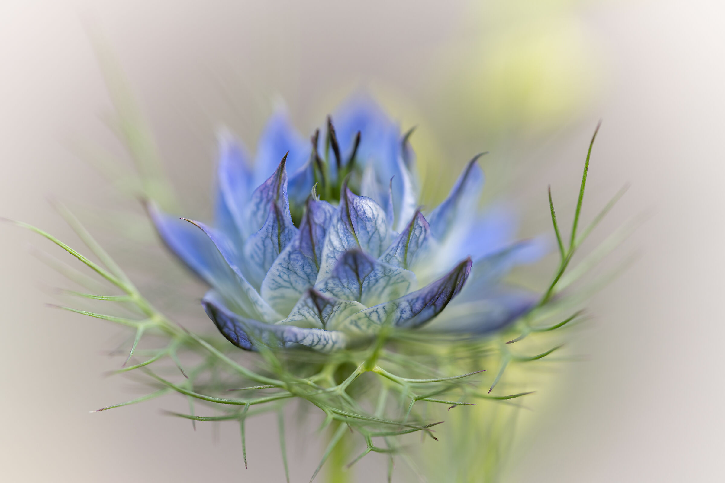 Nigella