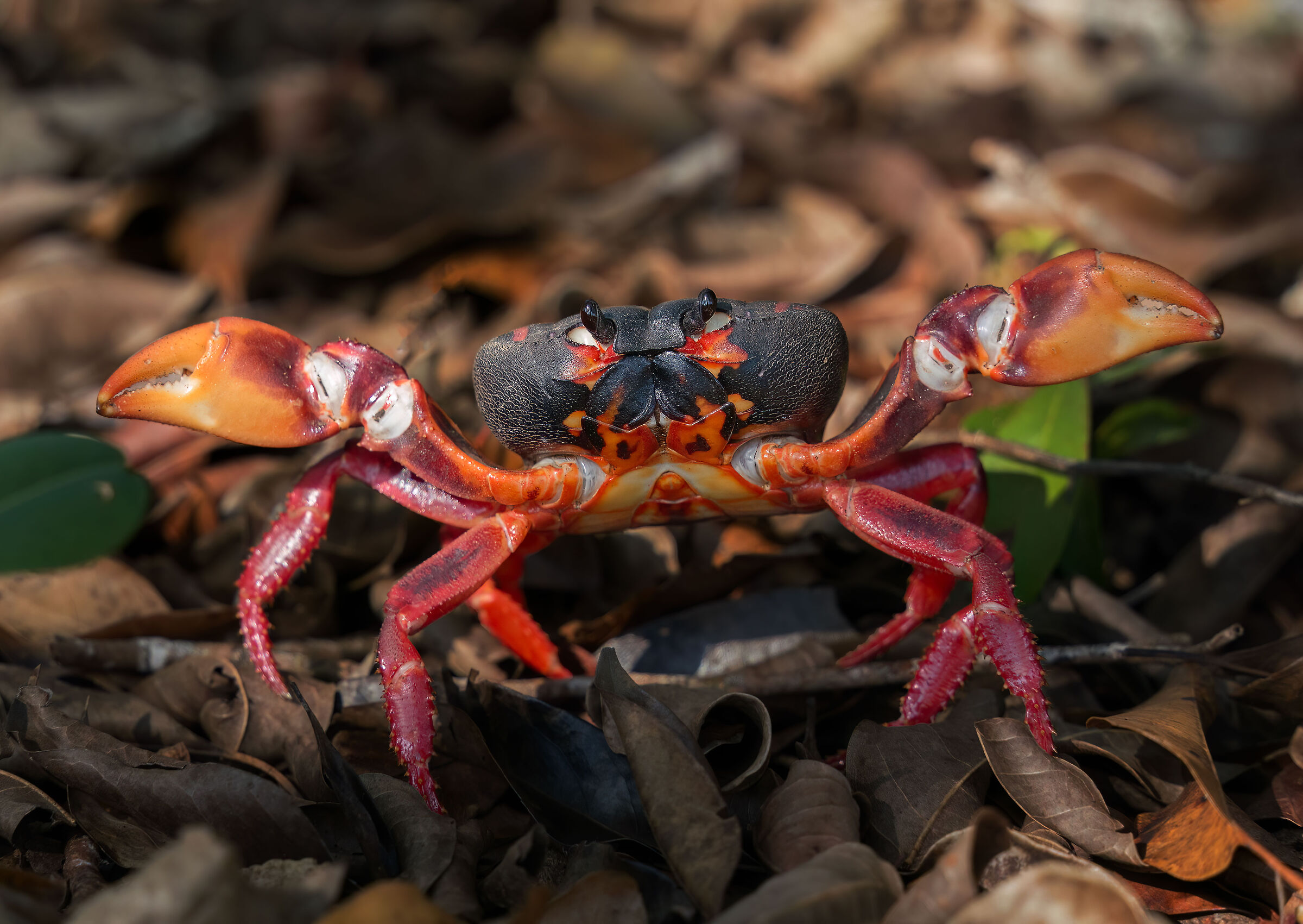 Granchio terrestre Cubano